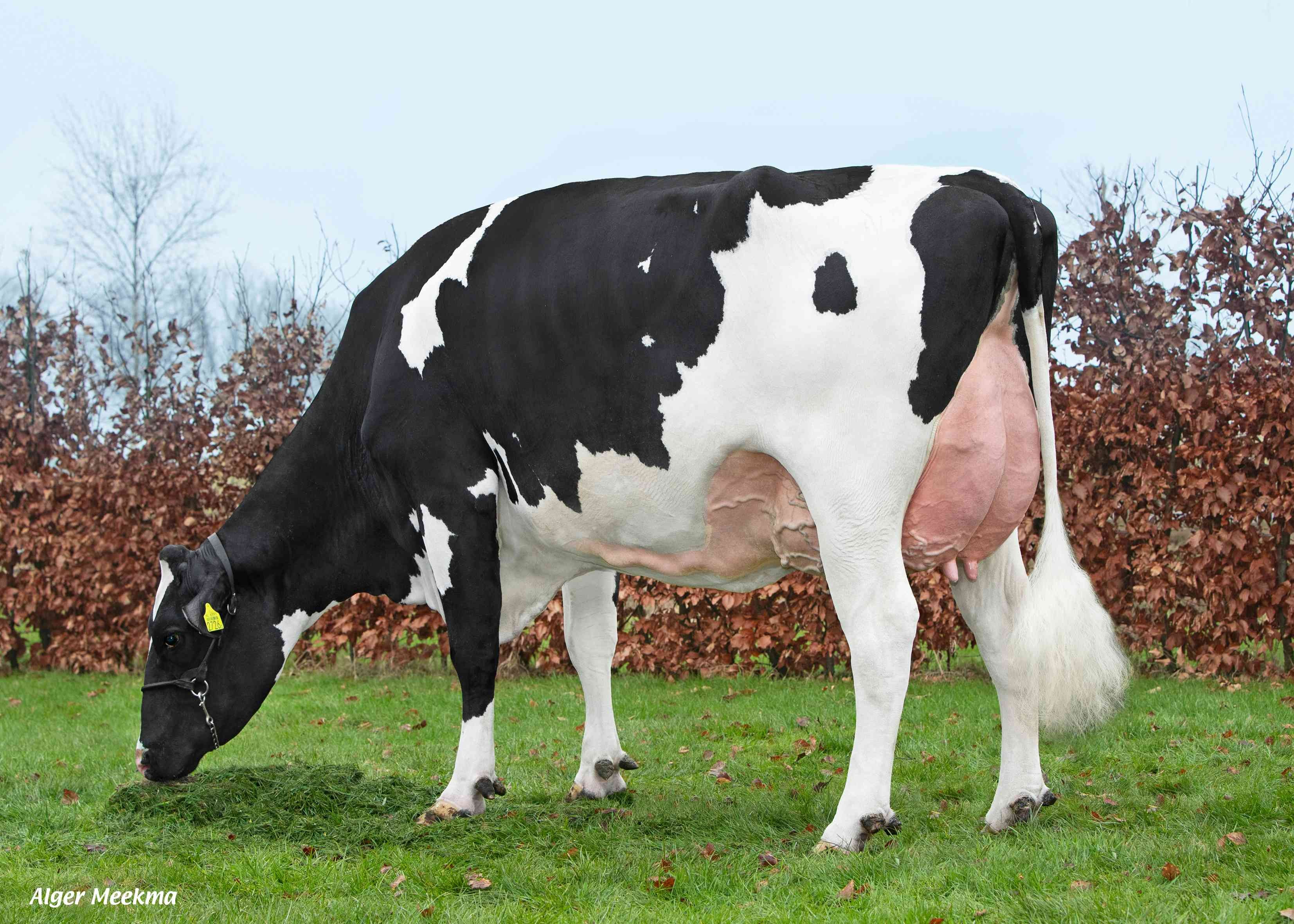 Delta Afiene P RF (moeder Camelot PP, 2e kalfs) eig.: VOF Booij-Ottens, Benneveld