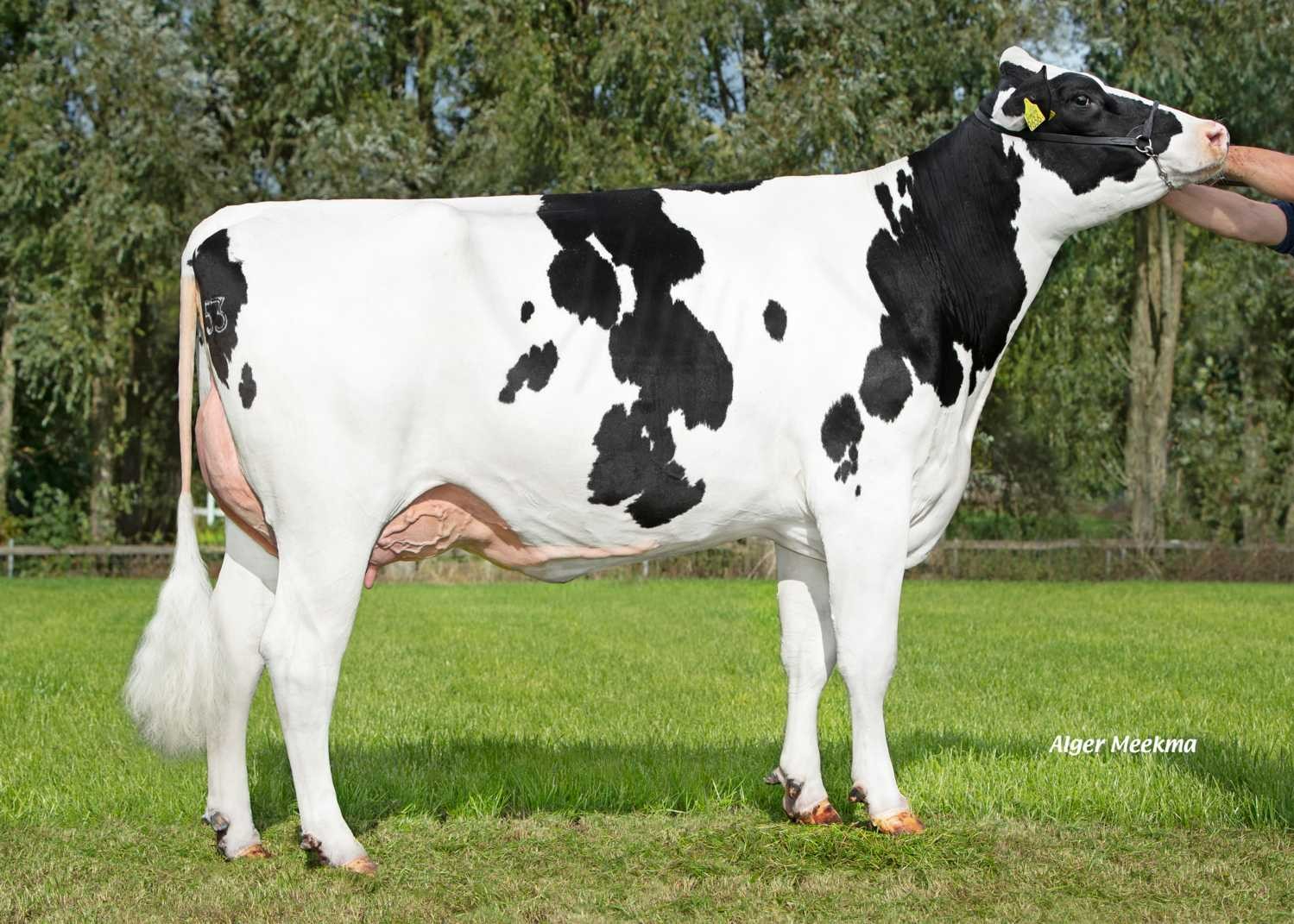 Delta Benna (s. Cartoon P), dam of Obst P