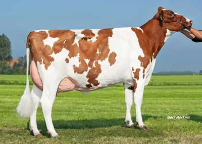 Delta Thara P-Red (v. Launch PP), grootmoeder van Modiwood P-Red