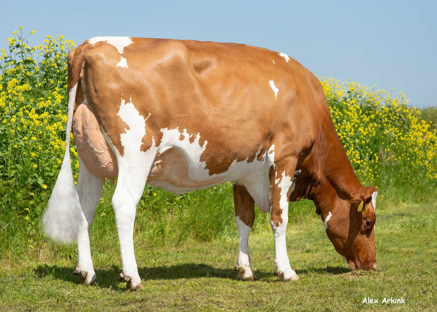 Delta Leane (s. Andy-Red), MGD of Metropole PP-Red