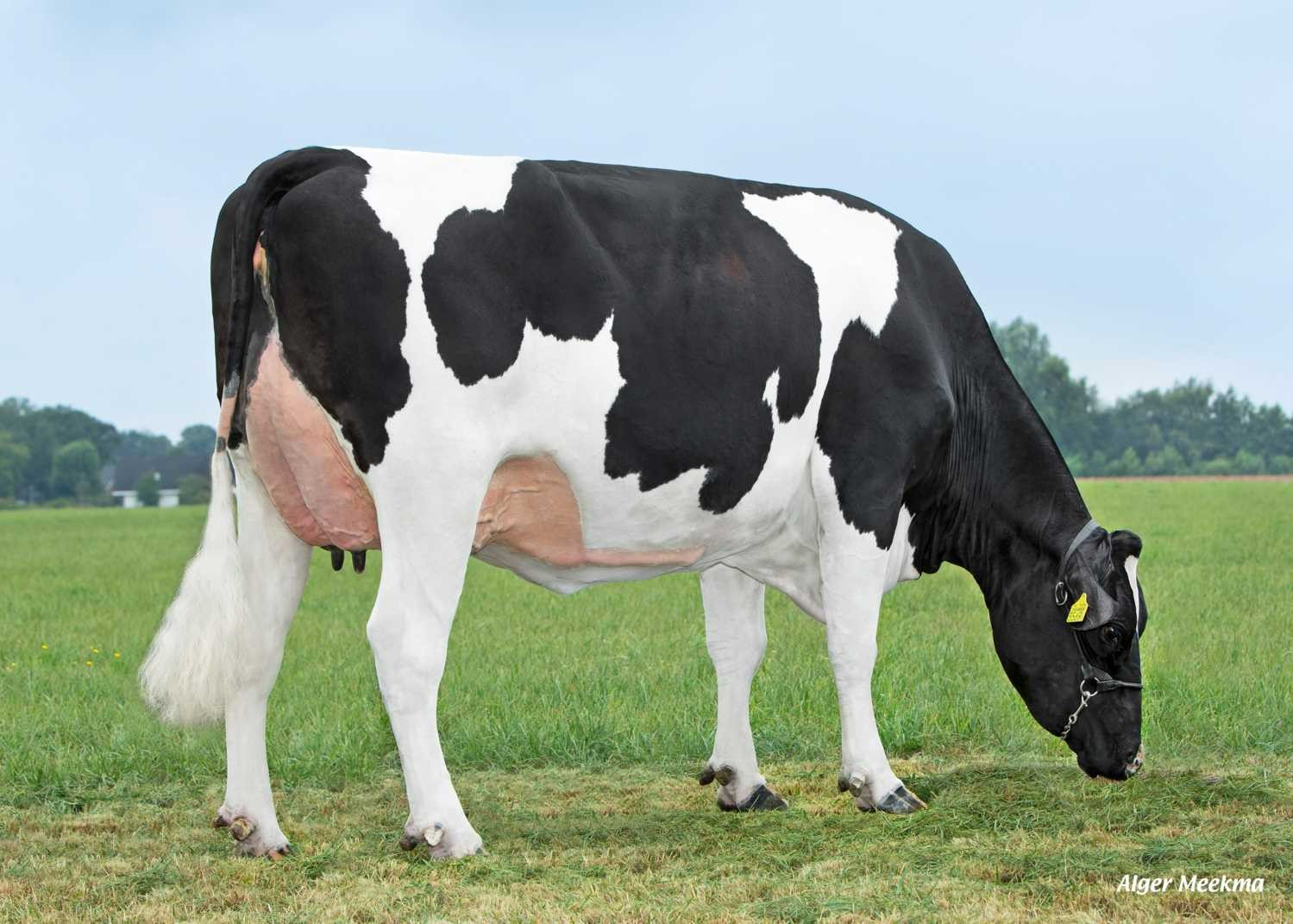 Delta Dominque (s. Turmeric-Red), dam of Chateau