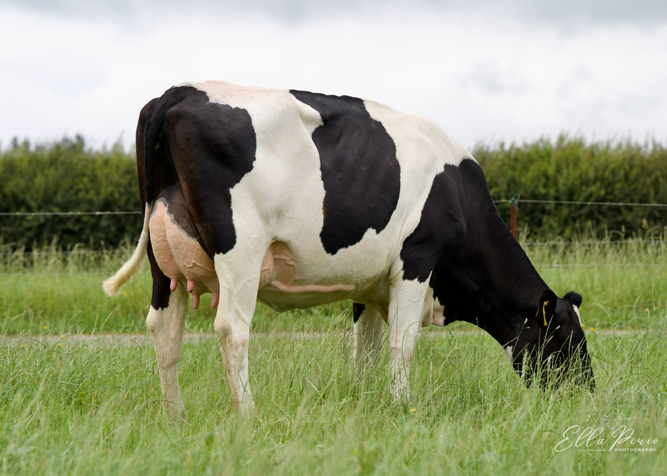 Daughter 142 WA & LG Taylor, Taranaki 121513  MURITAI OMAH WYMAN-OC S2F