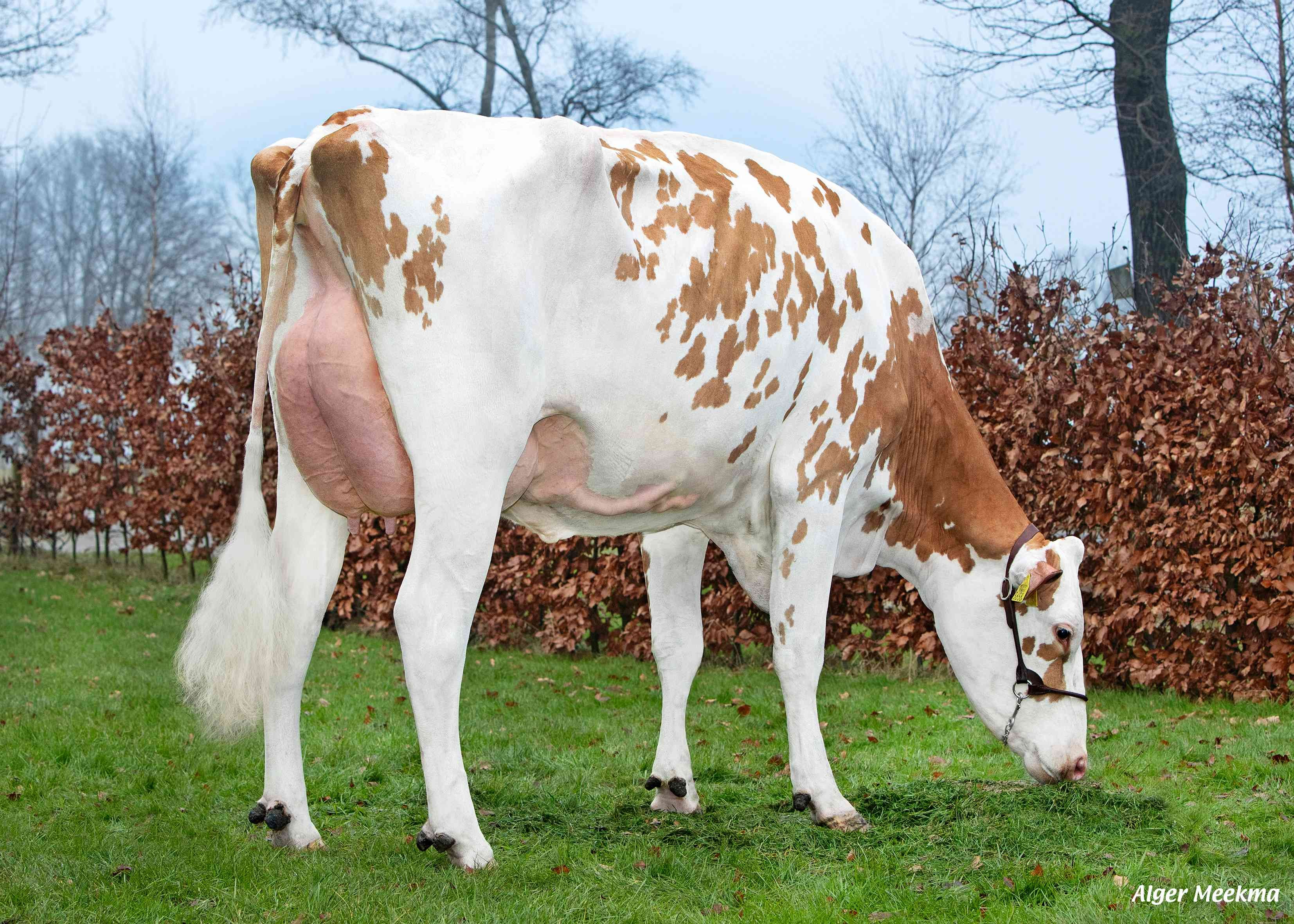 D Gabana P 1 (moeder Albatros P RF) eig.: VOF Booij-Ottens, Benneveld