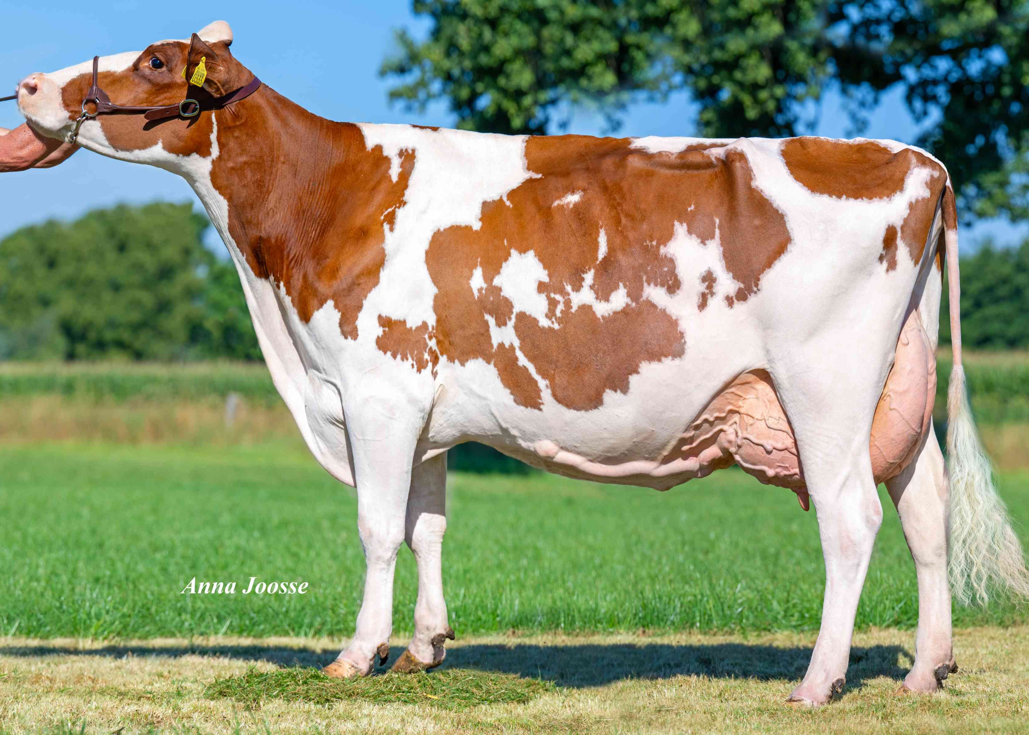 Bertha 193, moeder van Solaris. Eig.: AJM Frijters, Waalre