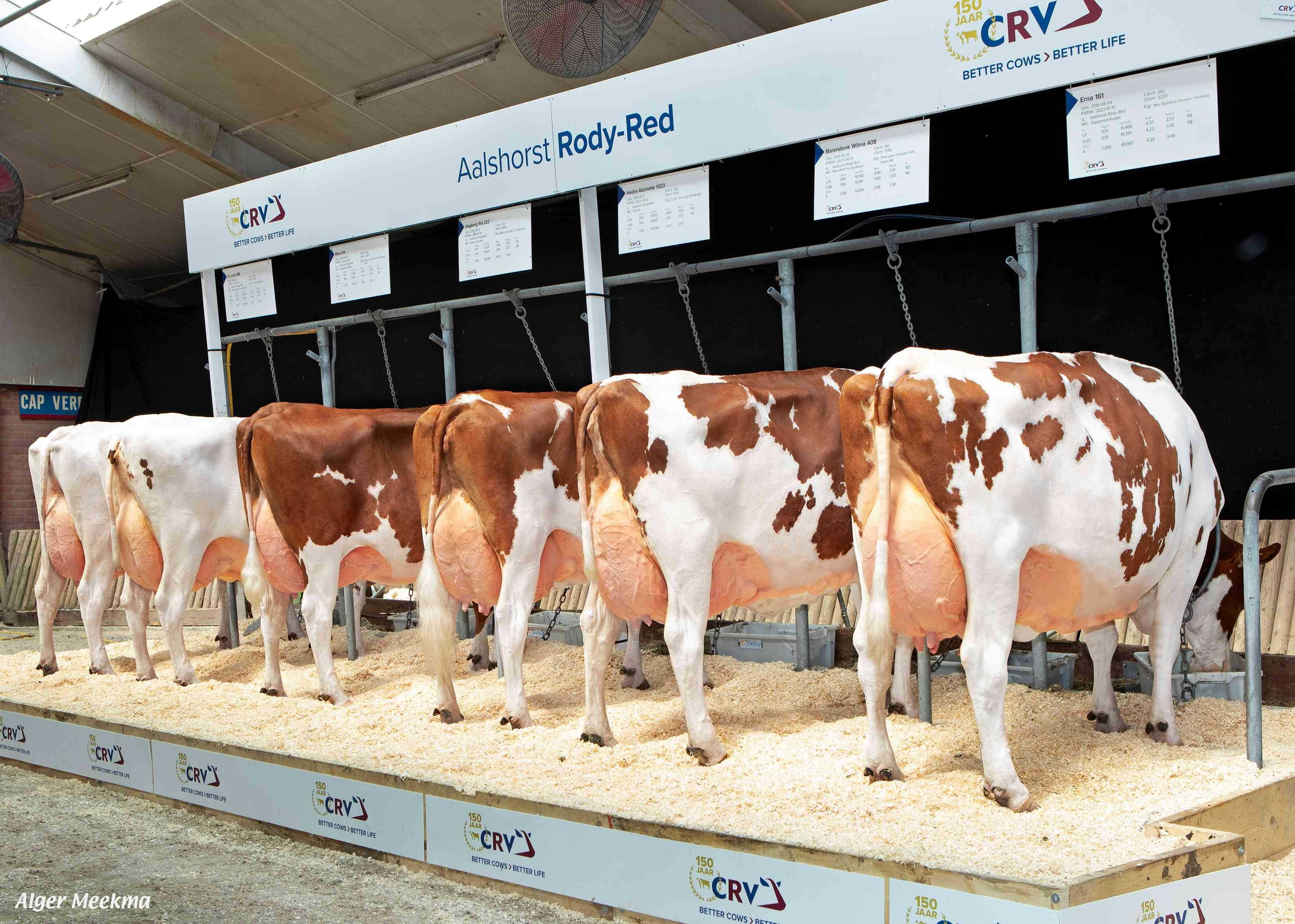Aalsthorst Rody-Red dochters Nationale roodbont show 2024