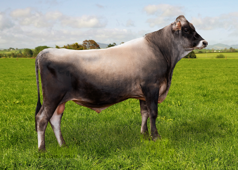 325510 WAIOKURA GMAN GARFIELD JG