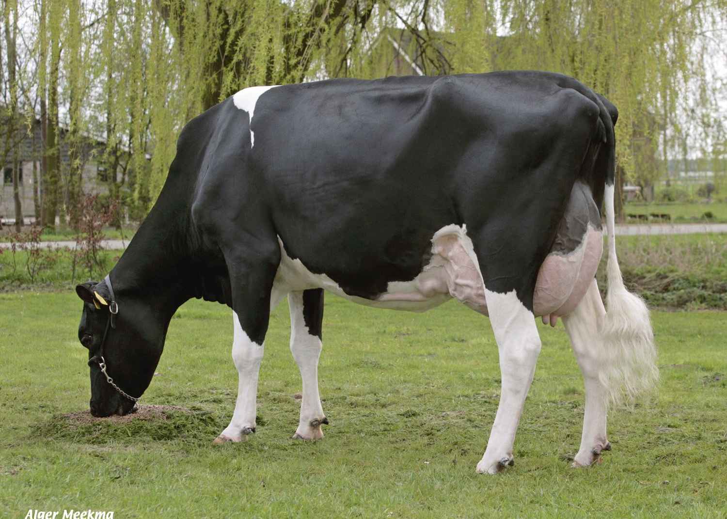 De Biesheuvel Javina 3 (4th dam of Jethro) owner: A.C. Verploeg, Buurmalsen