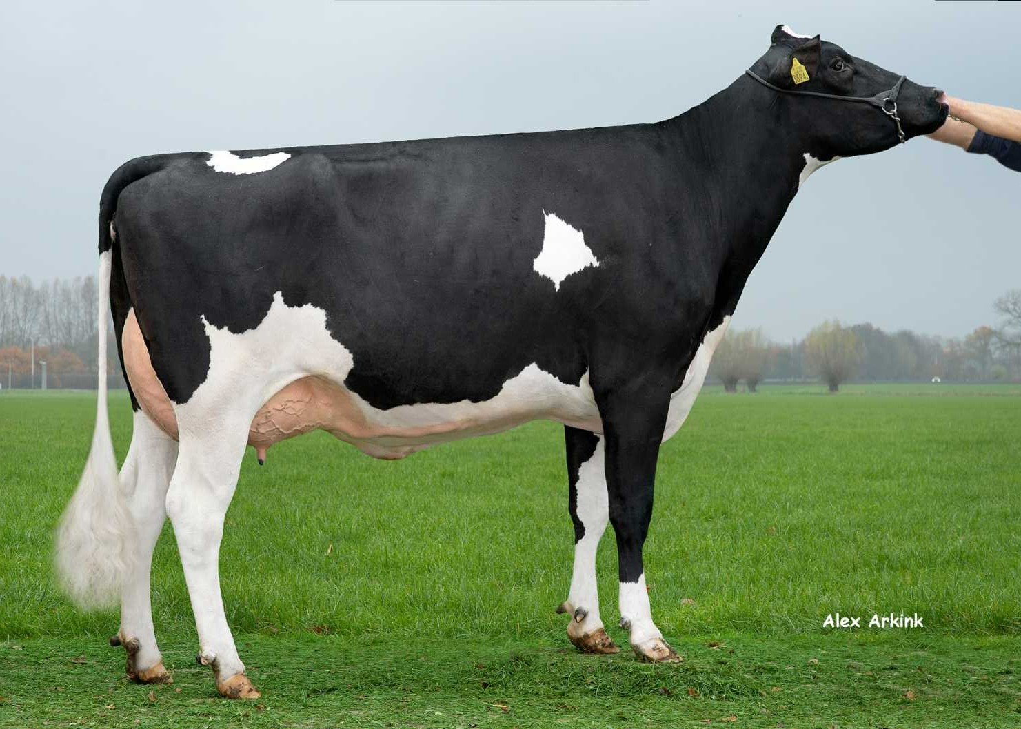 Delta Pavana P (s. Builder P), MGD of Hipster P