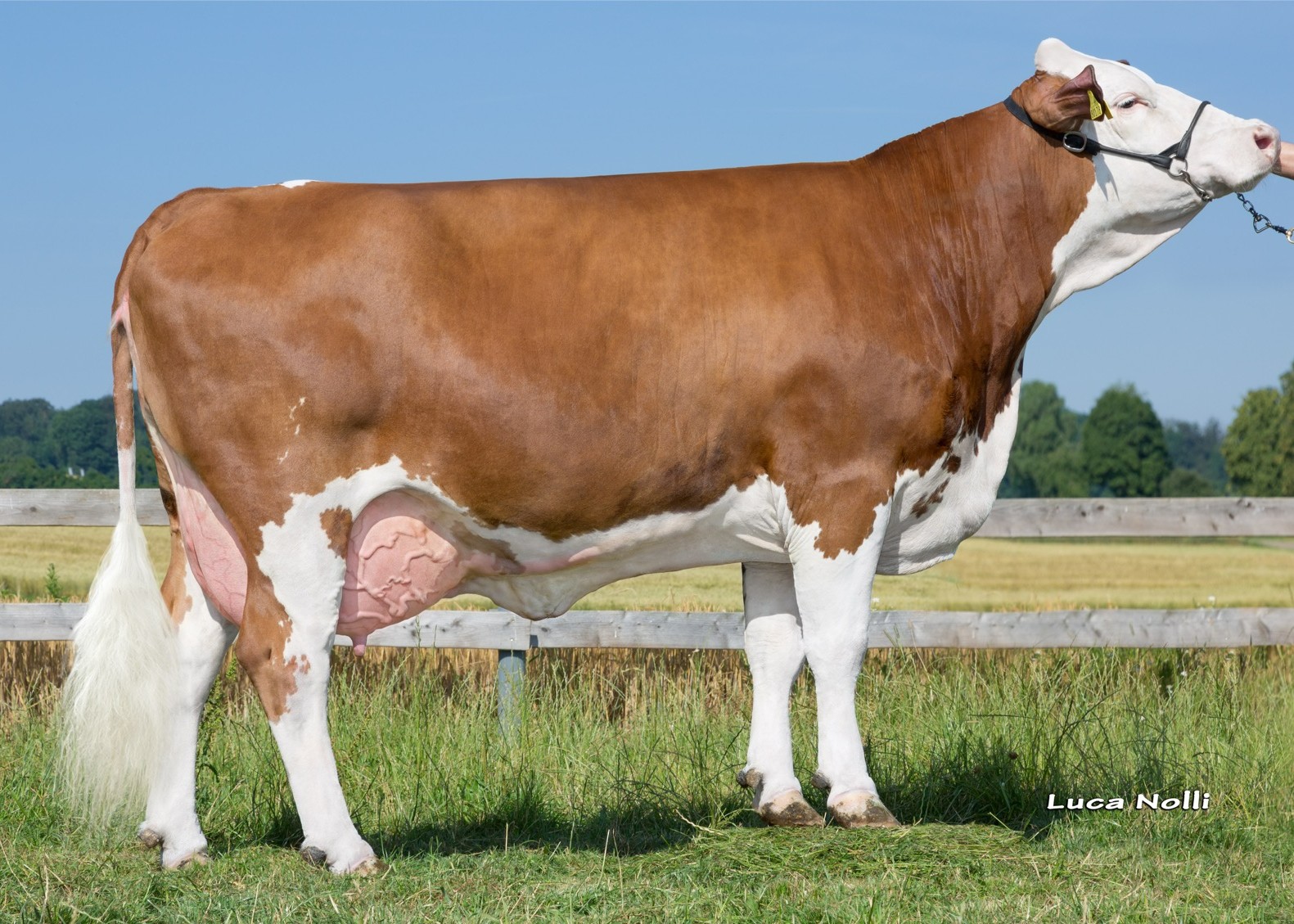 Glucke, great great great granddam of Somic PP 1st calf Schürer-Hammon GbR, Oettingen