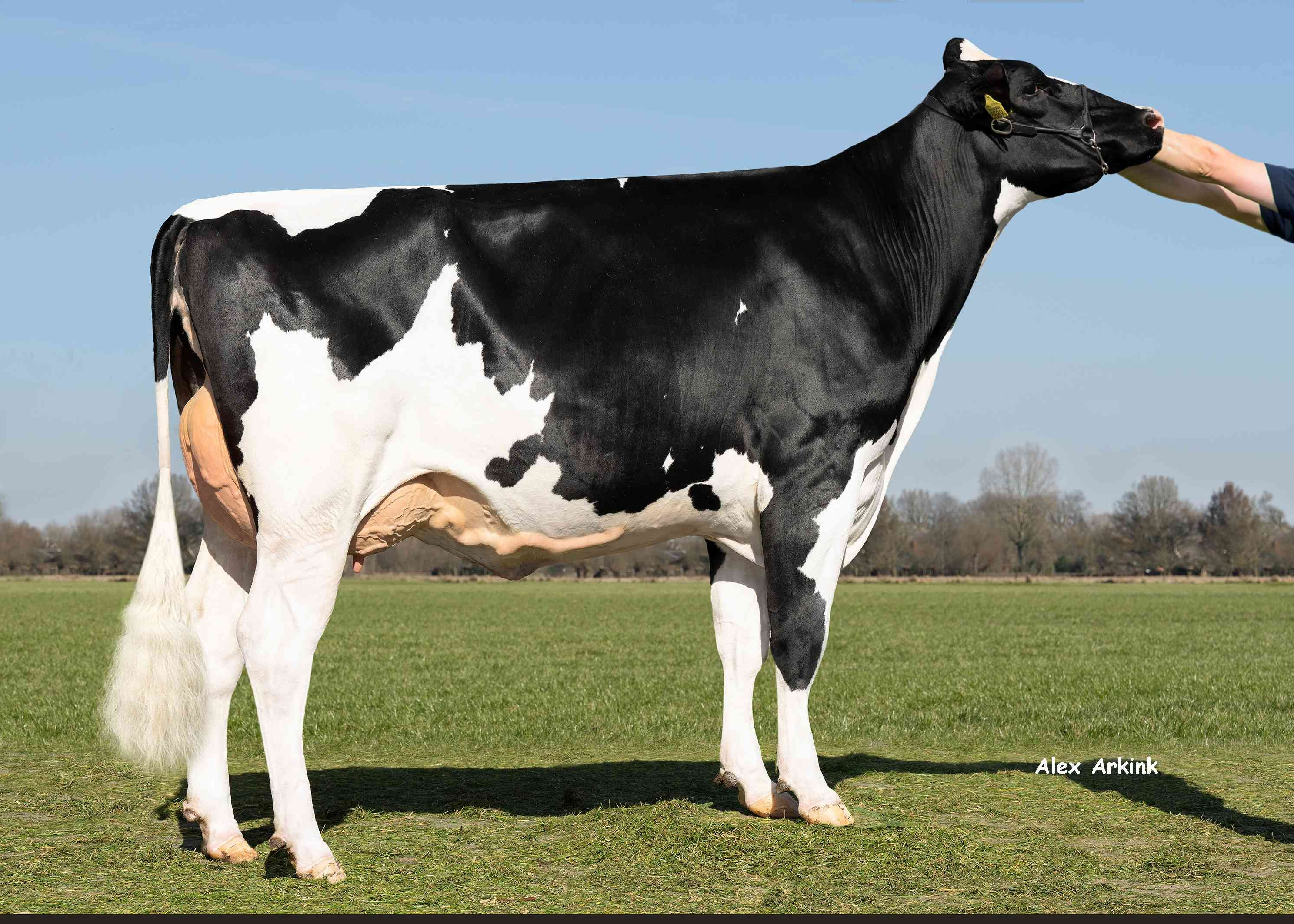 Borderview Laura 3589 (moeder Teamwork P)  eig.: Mts J. Boschloo & M.J.M. Pelgrom, Steenderen