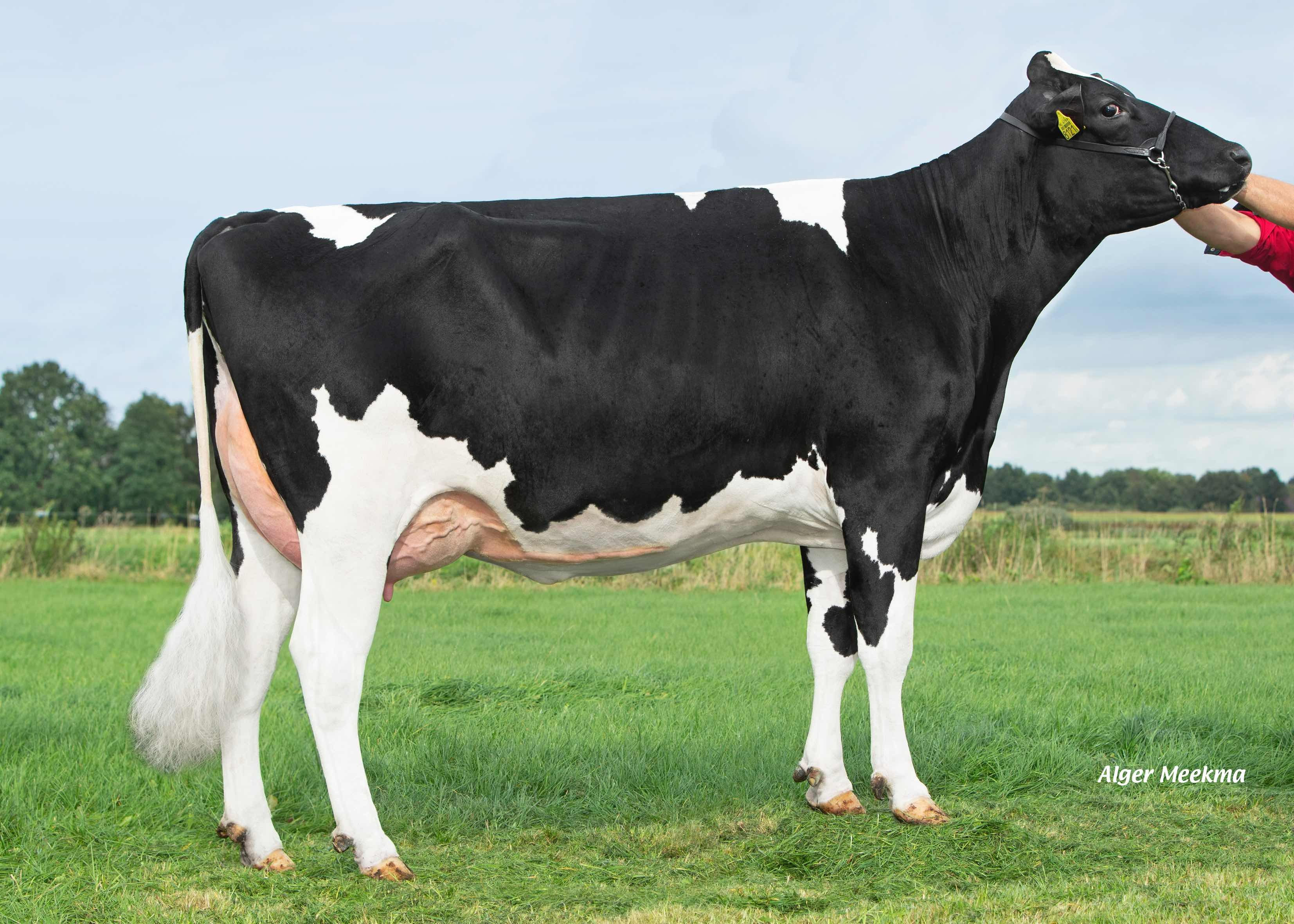 Kolhorner Mustang Cosmo (moeder Starliner) eig.: K.A.F.M. & L.P.J. Nooijen-Maas, Coevorden