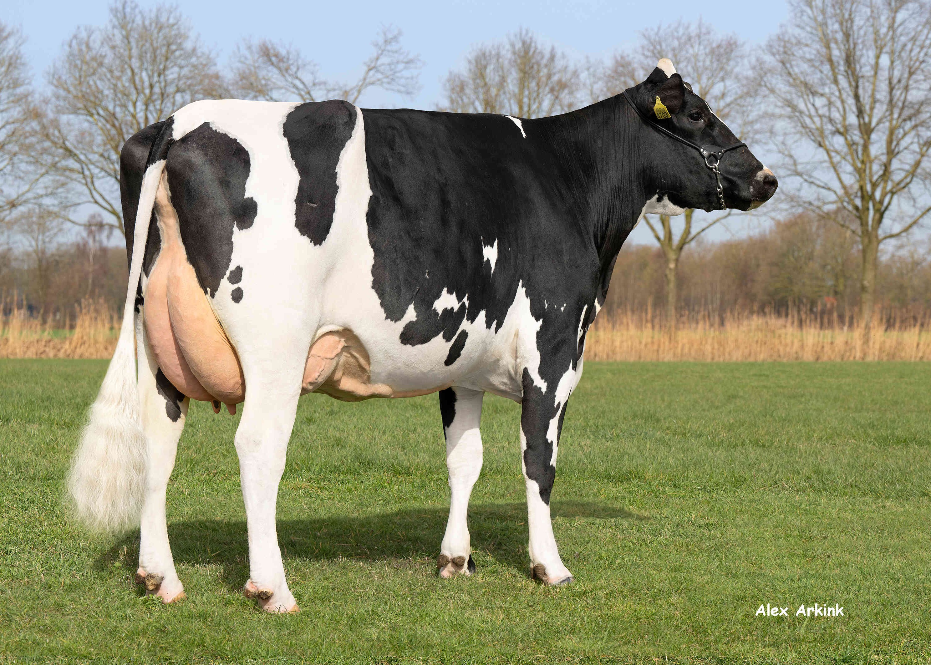 Johanna 191 (v: Skoien)  eig.: Mts Huurdeman,  Groenlo