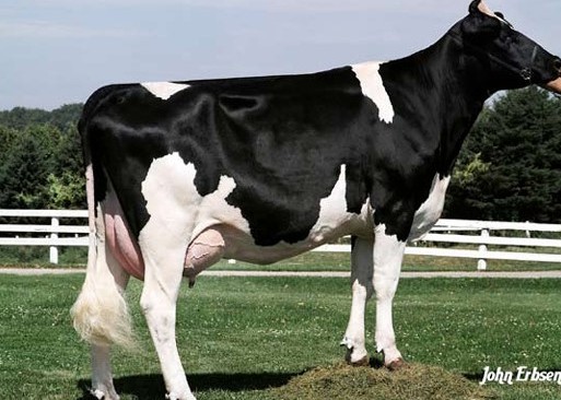 Ernlo Daisy Lynn-ET EX-90 DOM, 7th Dam of Mainline