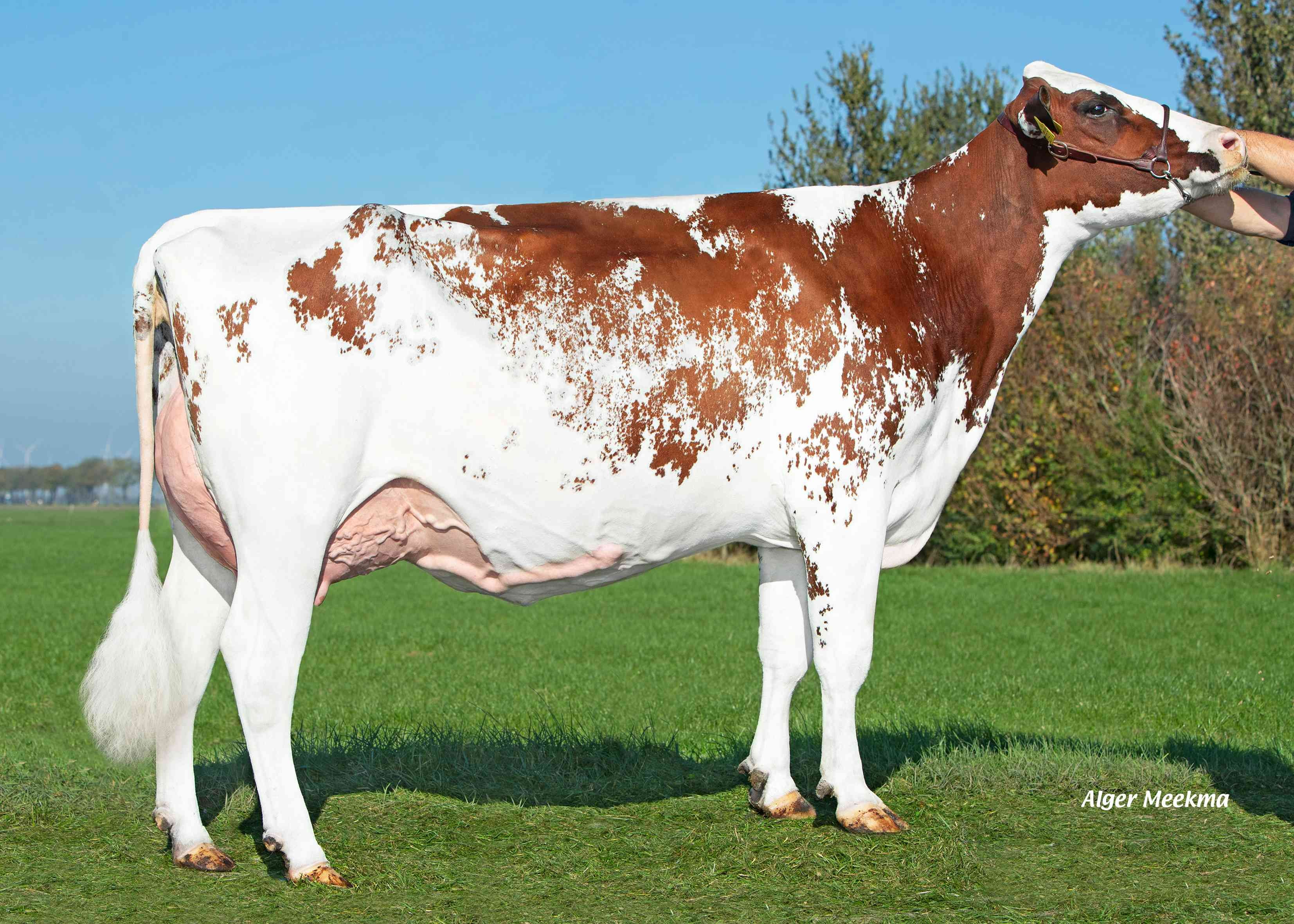 Delta Talleen (dam of Jasper P) owner: Midwolder Melkvee, Midwolda