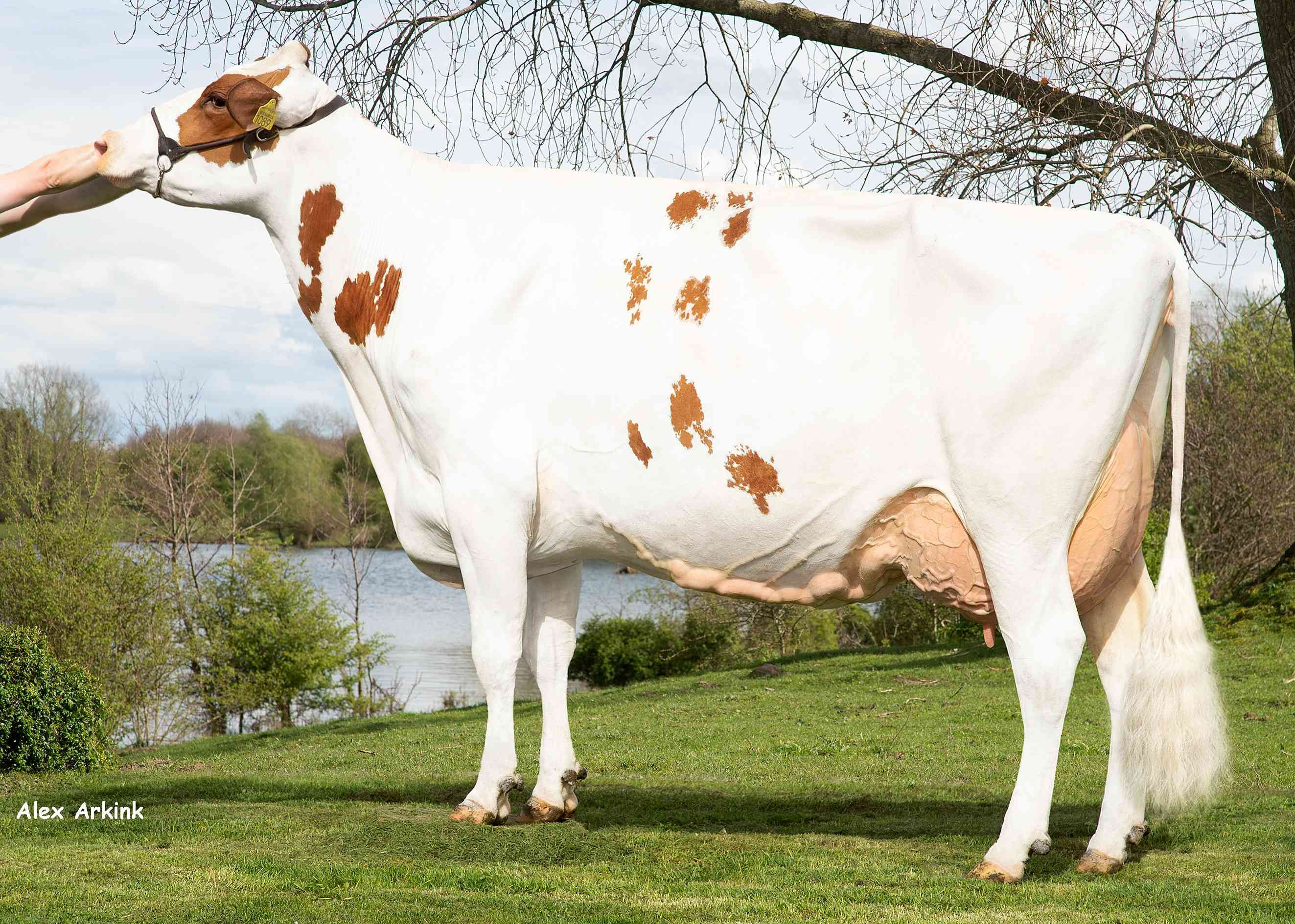 Ivonne 47 (s. Rody, 4 TH lactation)  owner: Mts B.C.R. & K.P.W. van Raaij, Gassel