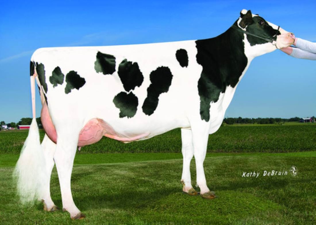 Pine-Tree Era Achie 7593-ET, 3rd dam of Forseti