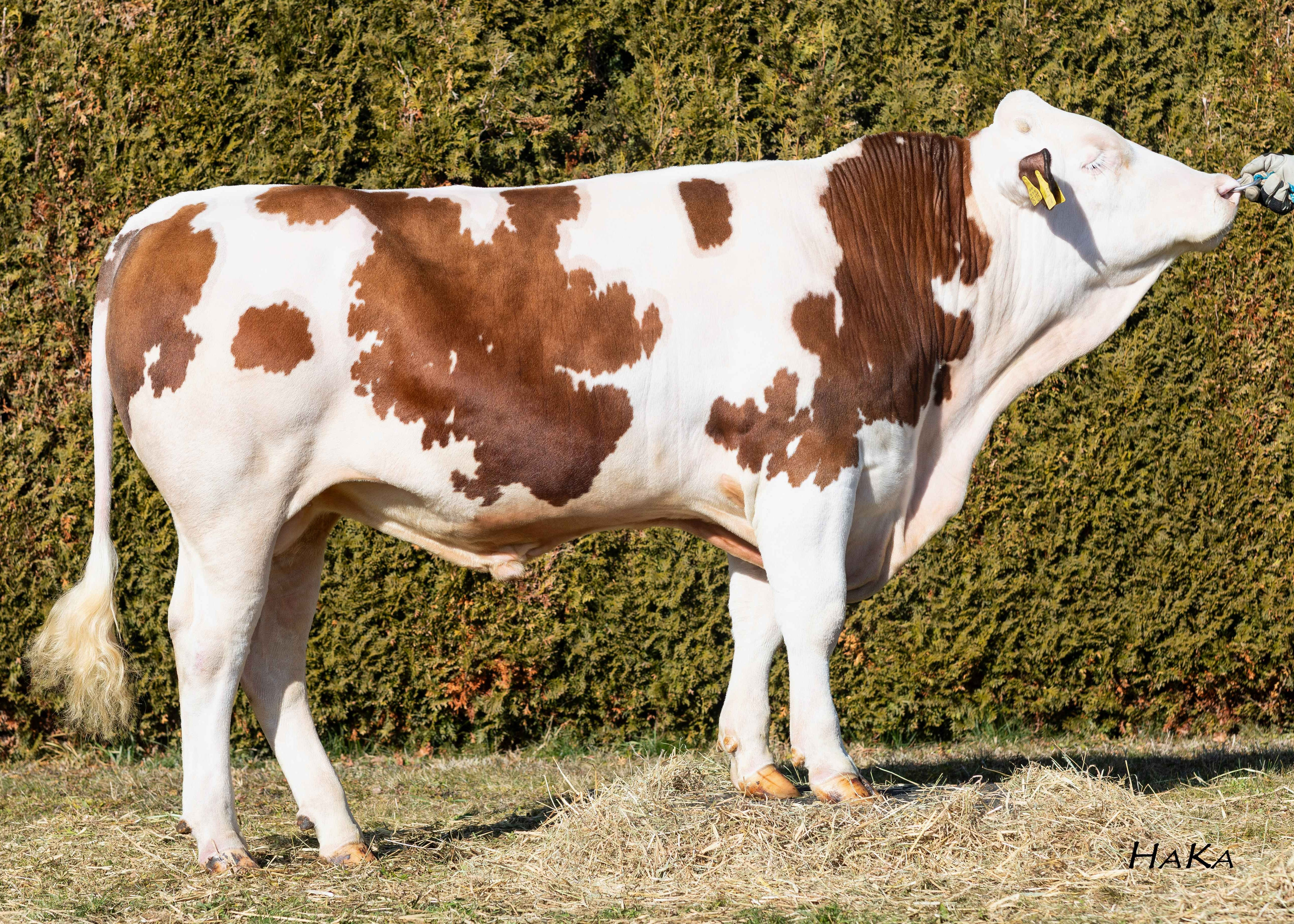 Valencia, Breeder: Niederbuchner Christian, Nussdorf