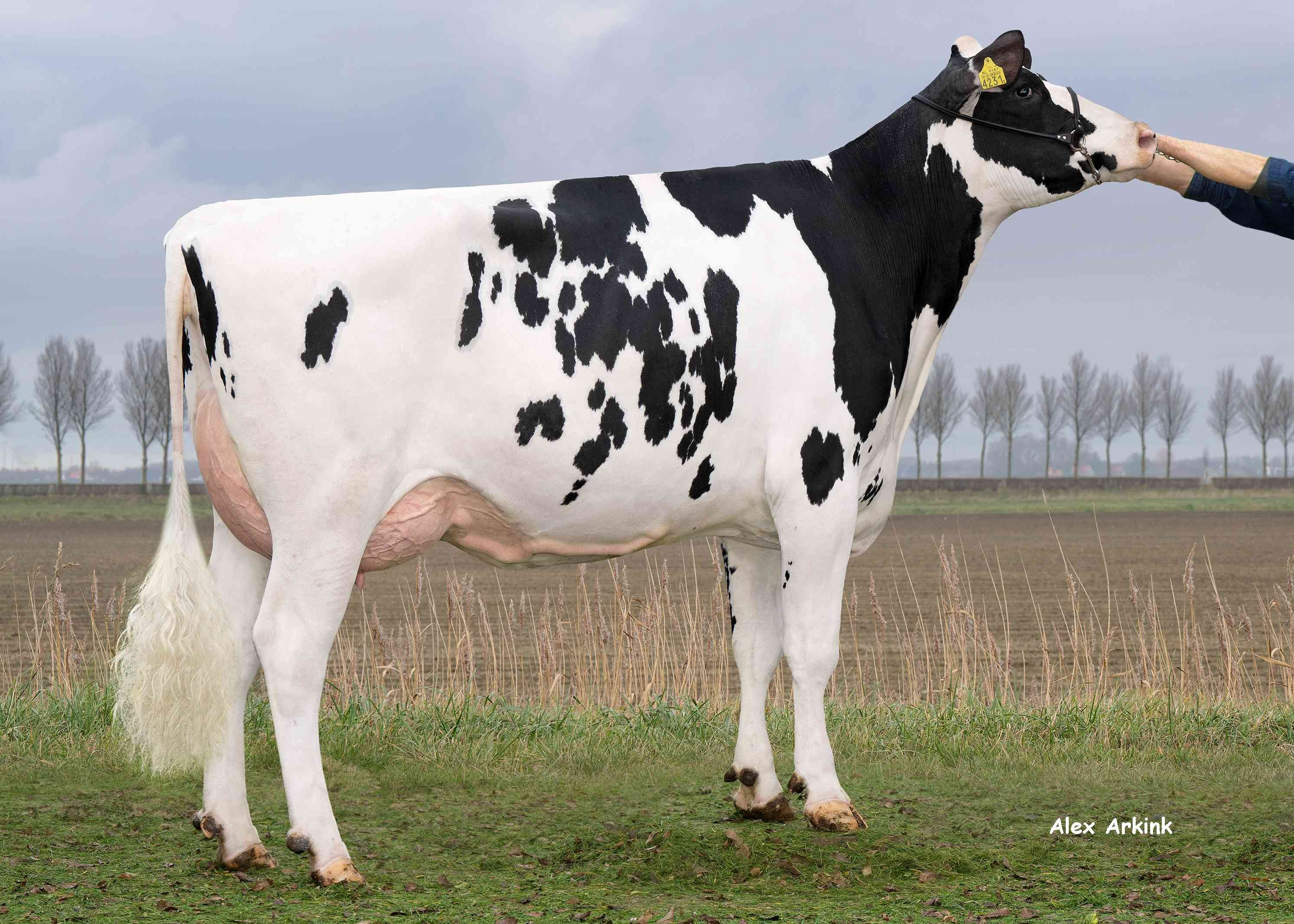 WD Holsteins Major (v: Encourage) eig.: VOF I. & A. Bree, Dirksland