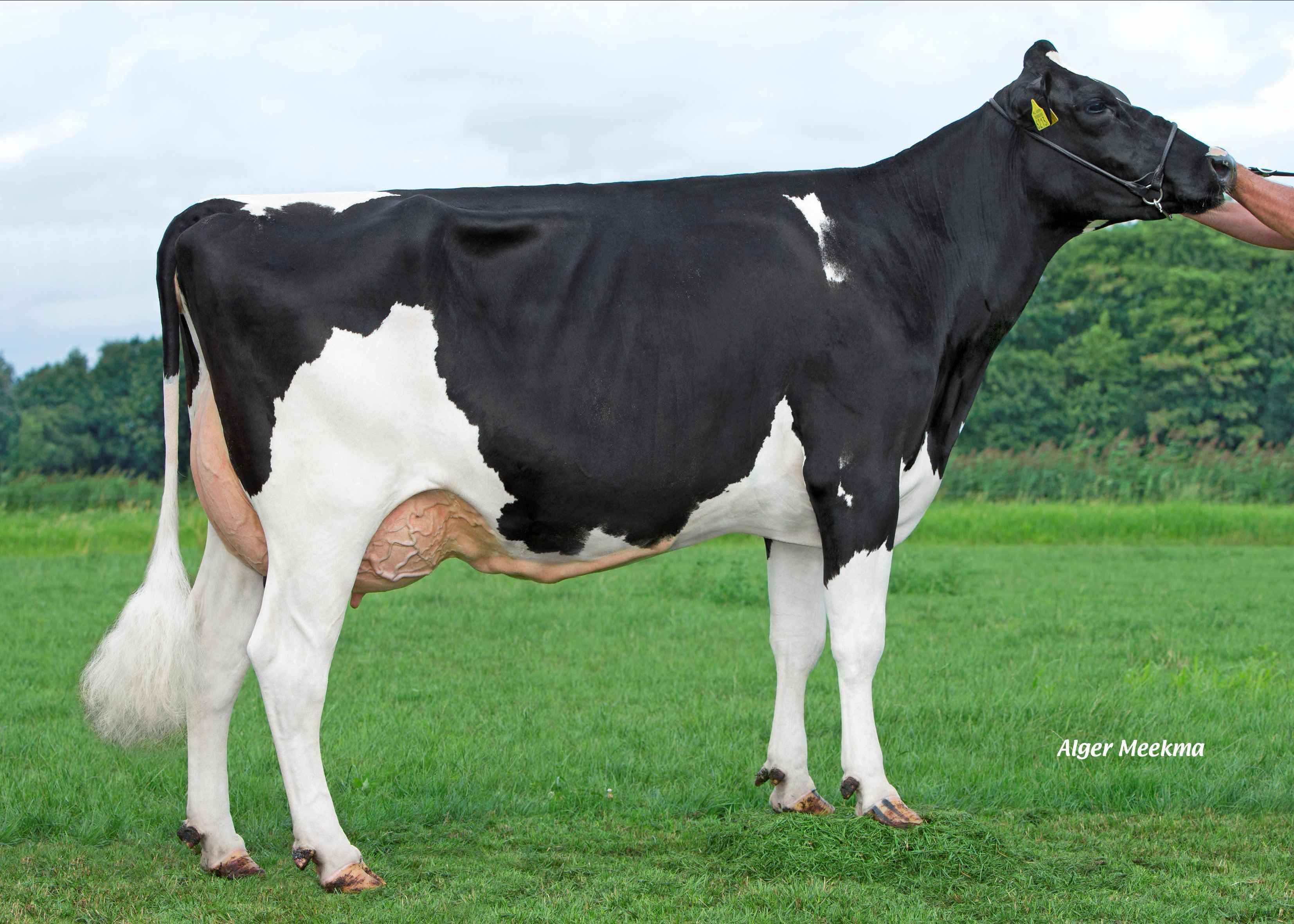 Nellie 94 (second lactation) owner: Dairy farm De Groot VOF, Lierop