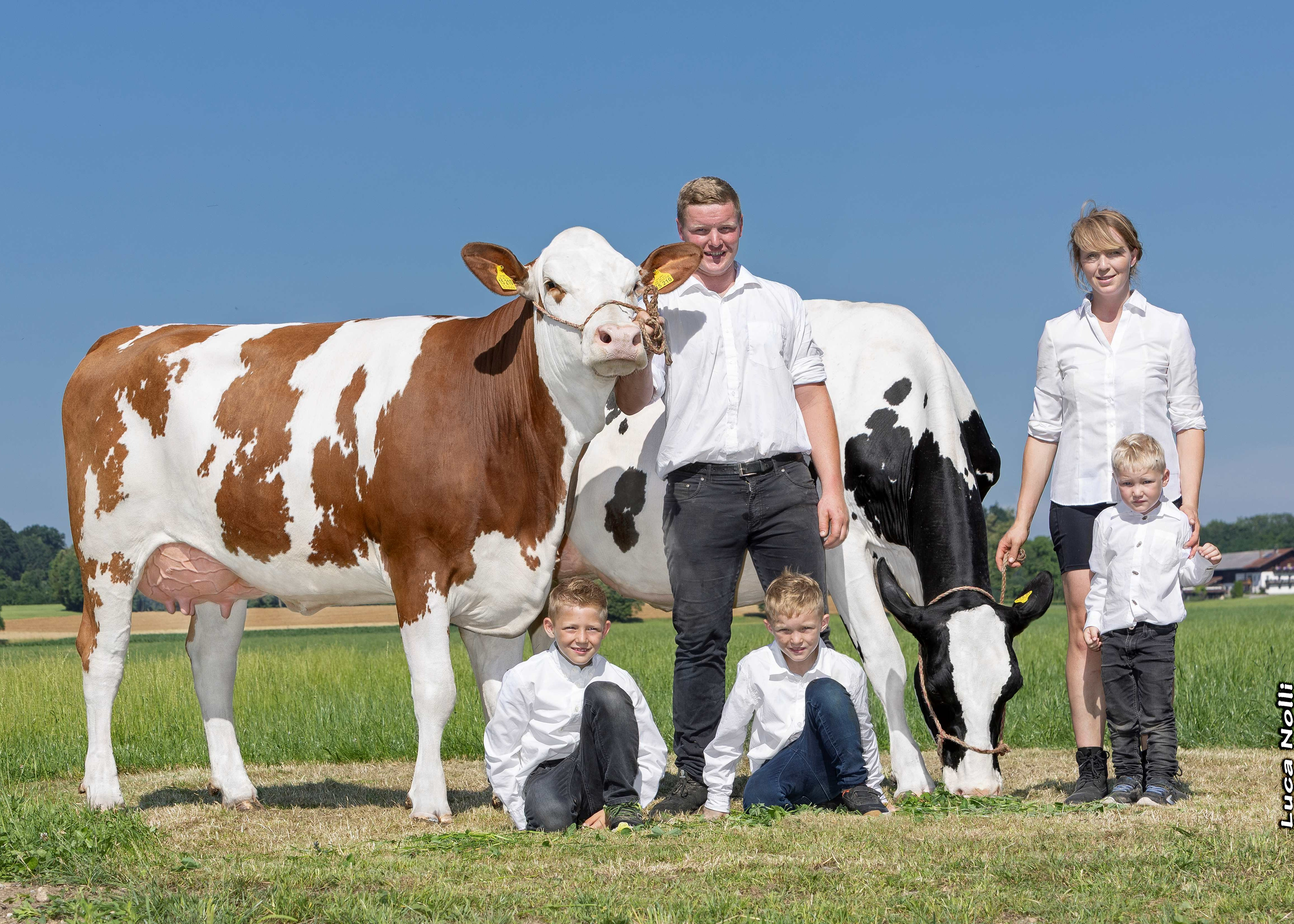 Violota (left) fullsister of Hopking, 1st calf Fleck and Black GbR, Grosskarolinenfeld