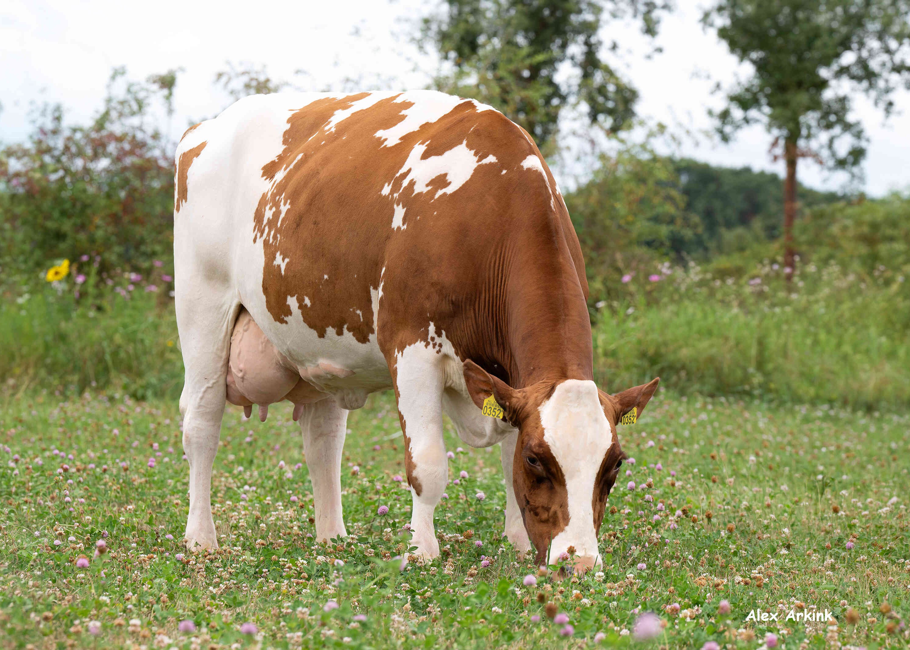 Dikkie 221  (v: Storm, 2e kalfs)  eig.: Mts H.J. & A.J. ten Damme, Winterswijk-Meddo