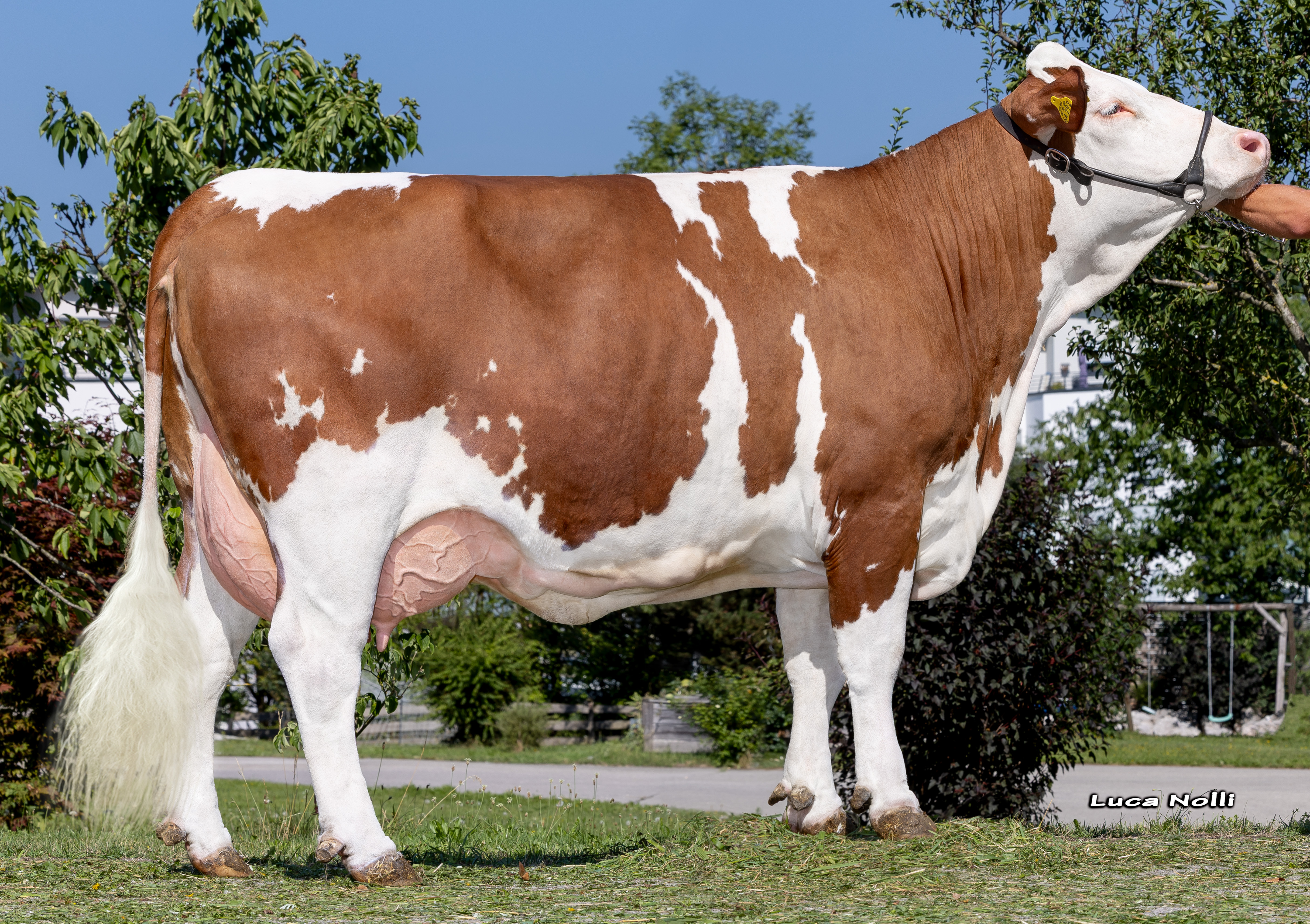 Lilly, 1st calf Markus König, Trostberg