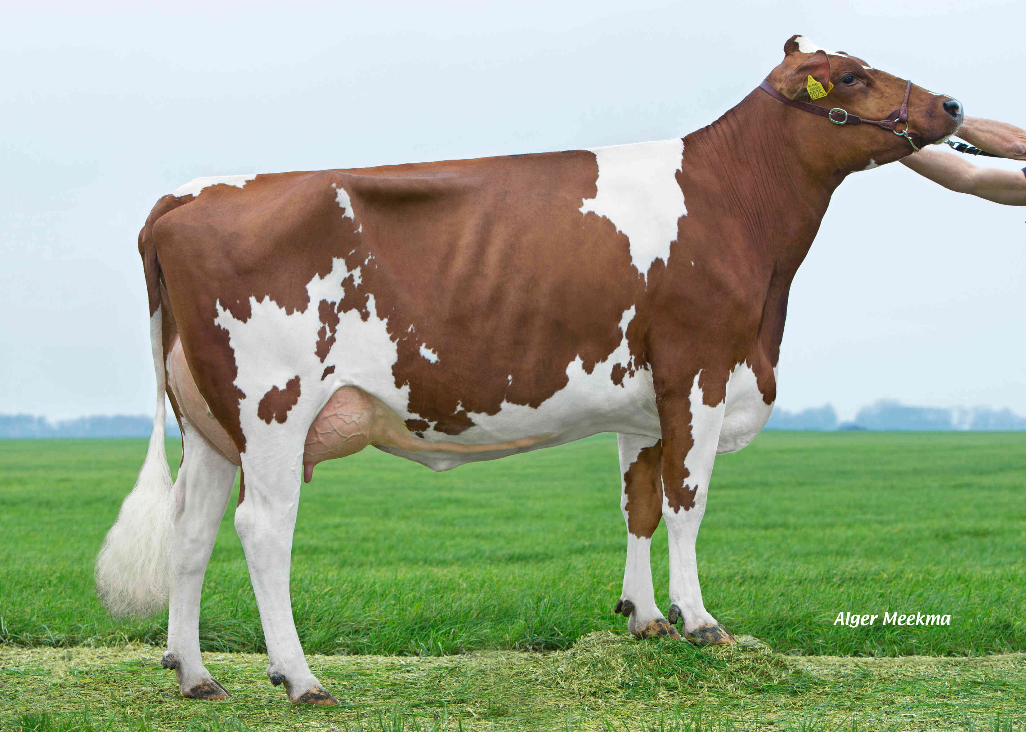 Delta Larisa (5e moeder van Excelsior) eig.: Midwolder Melkvee, Midwolda