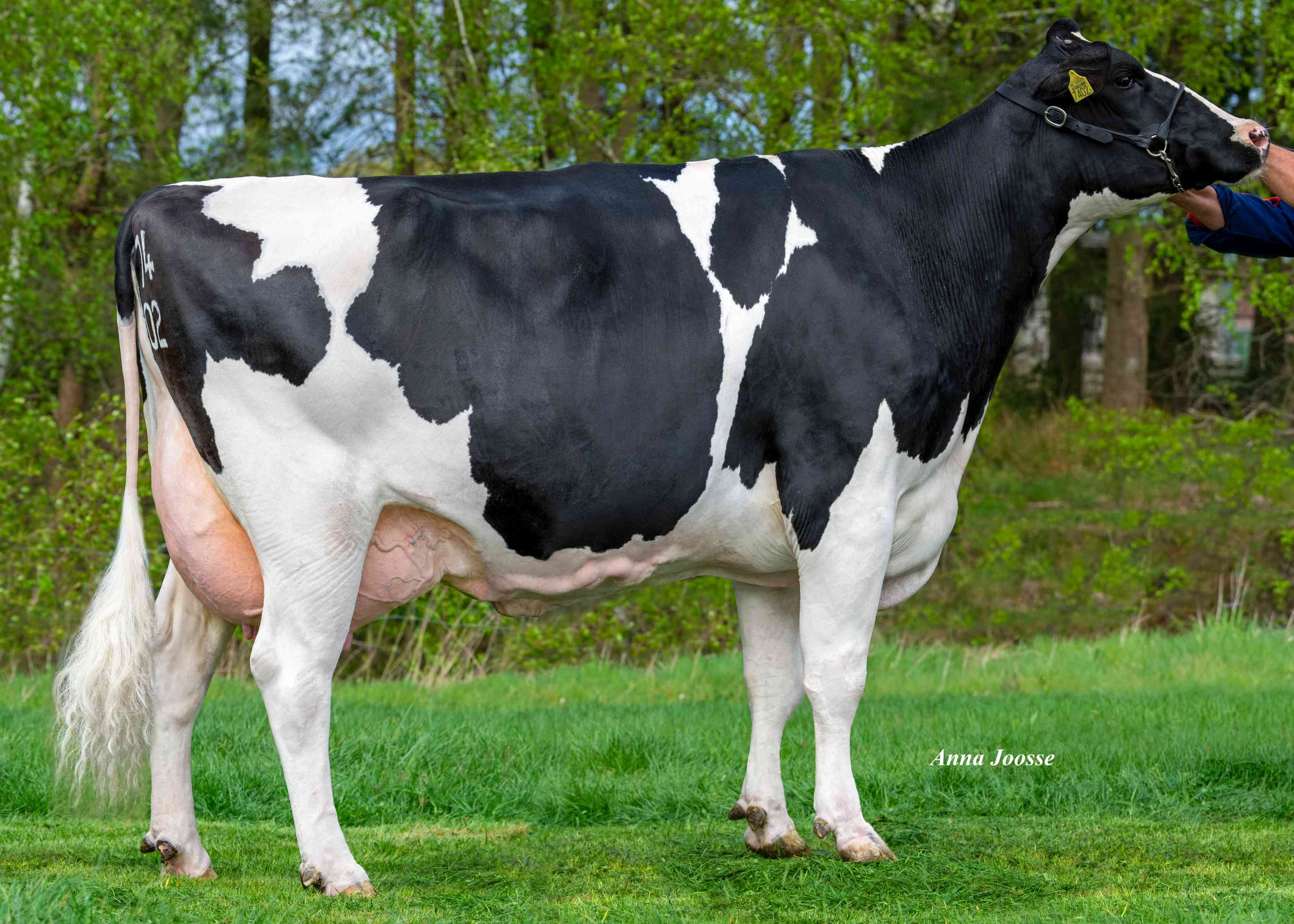 Havep Nora Zonb (moeder Sting) eig.: VP Combi VOF, Hilvarenbeek