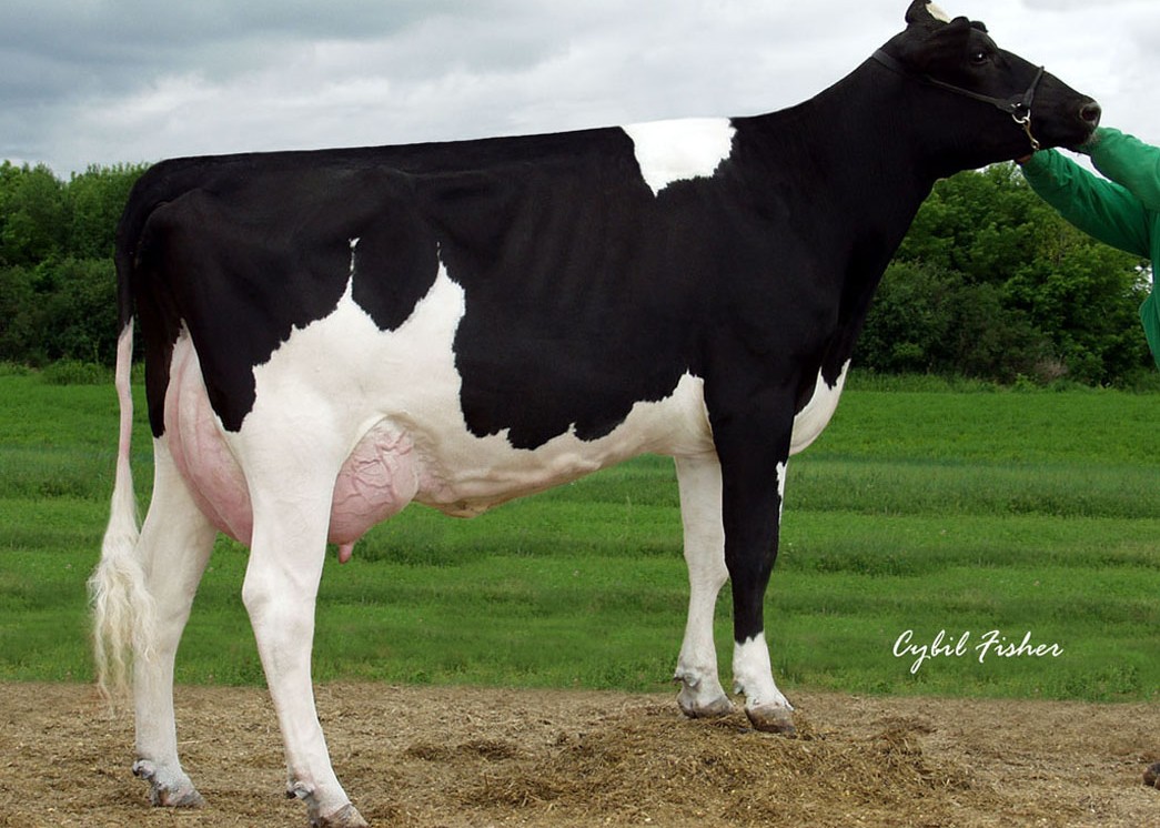 Orthoapple Marshall Alia-ET VG-89 GMD DOM, 9th Dam of Forseti