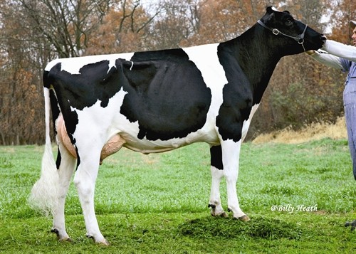 Harvue Shottle Esther-ET EX-90, 6th Dam of Zaz
