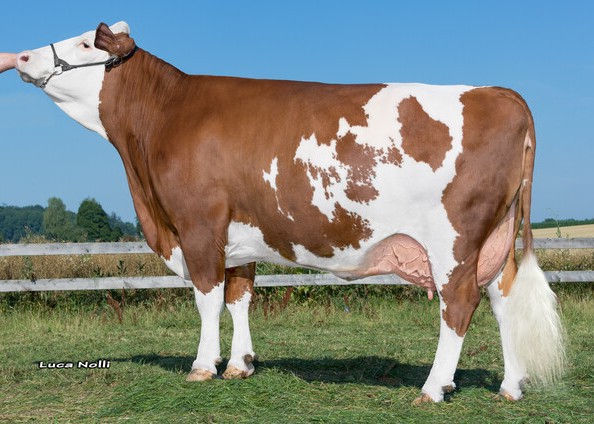 Lamore, great-granddam of Helong, 1st calf Schürer-Hammon GbR, Oettingen
