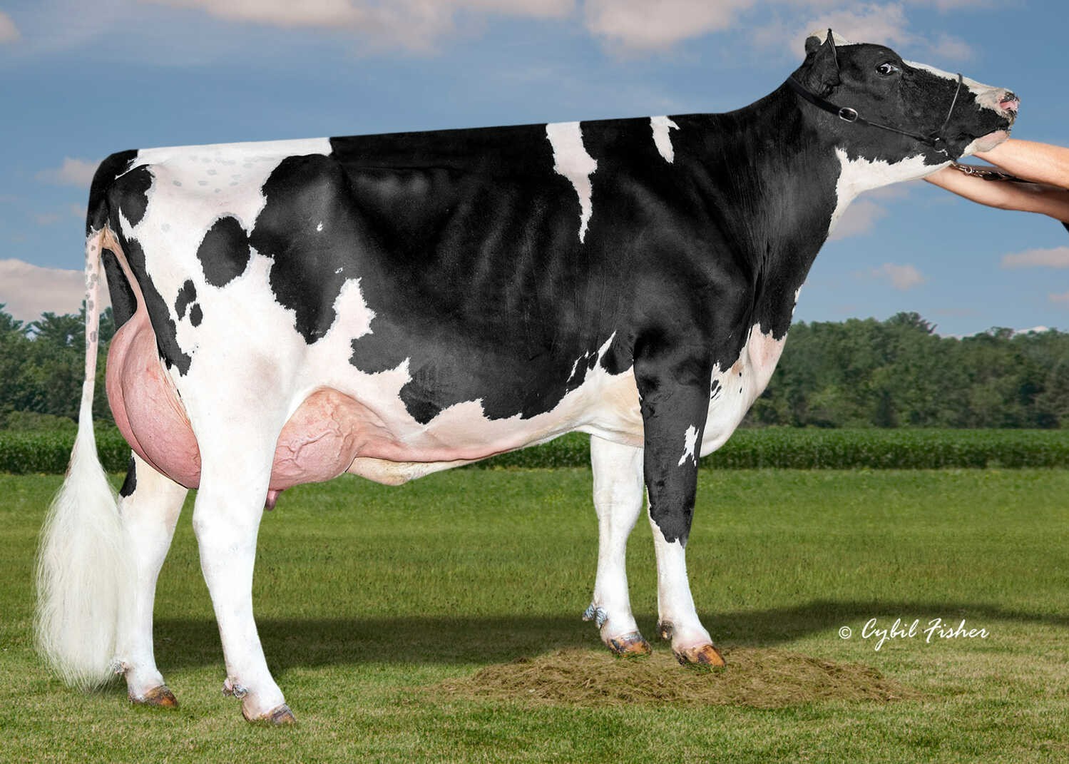 Peak Domen Venus (s. Dolmen), dam of Miller