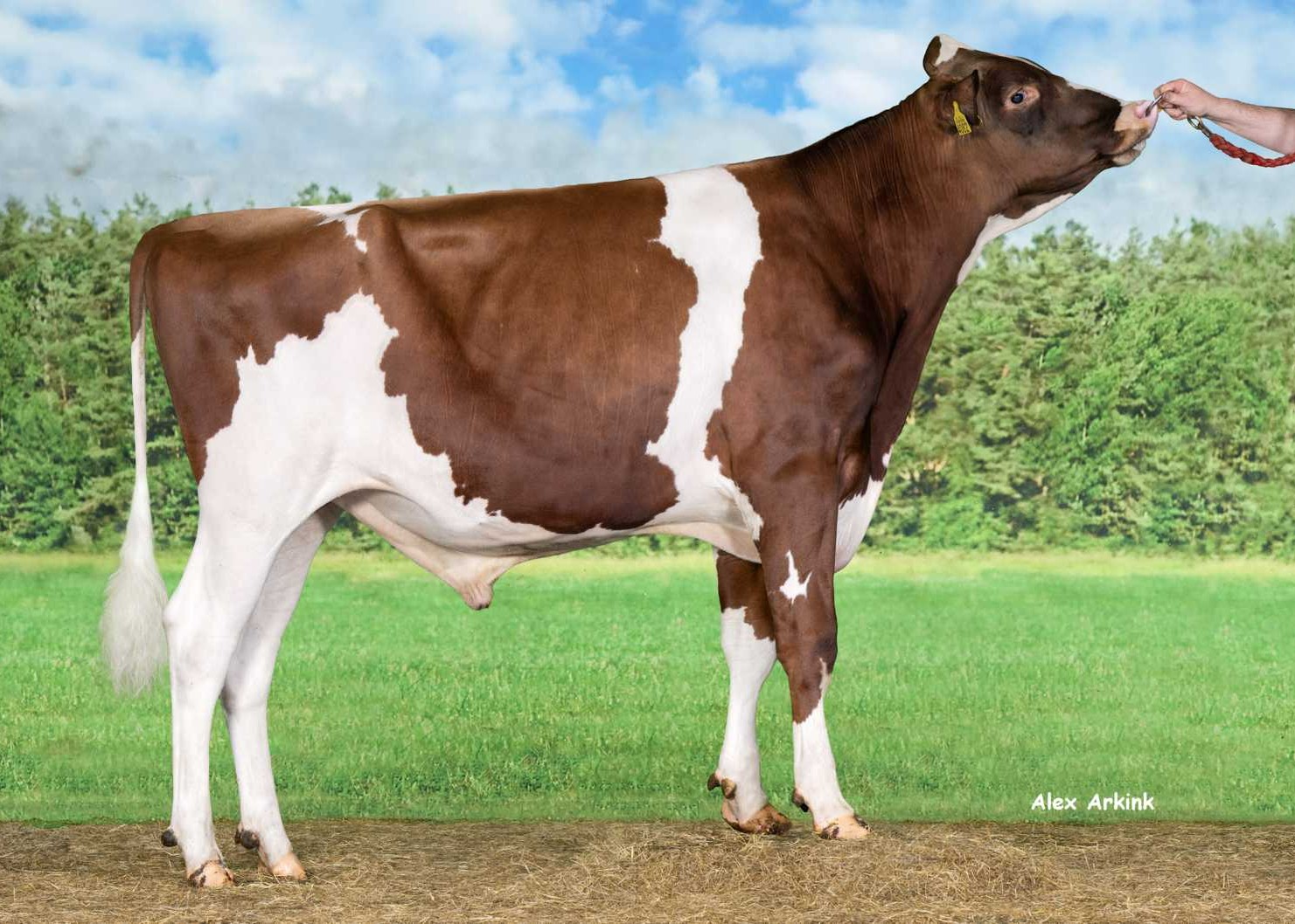 Merwehoeve Alahu-Red