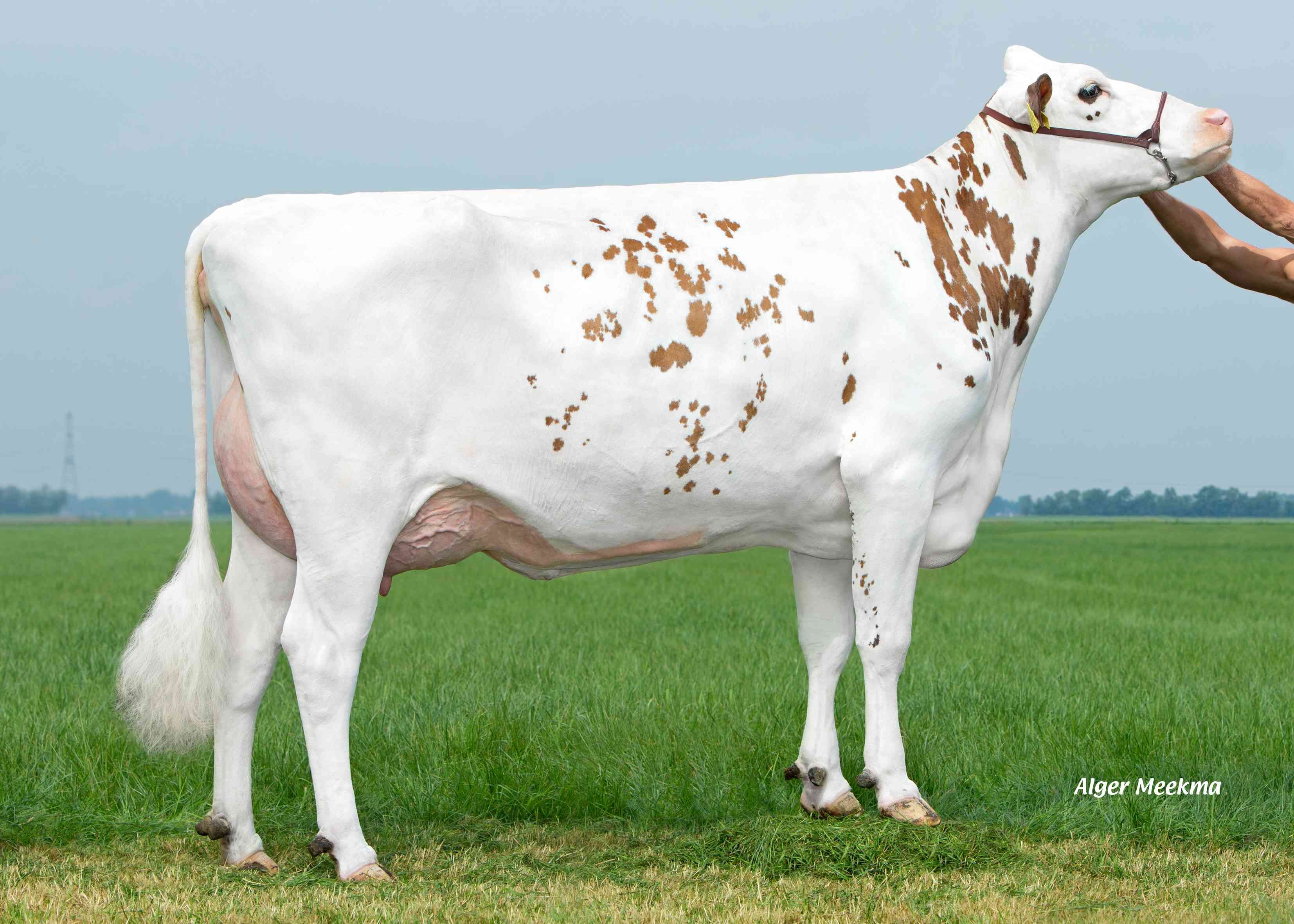 Hoanster Delta Jolina P-Red  (v. Mars Laurent P RF), overgrootmoeder van Blue Zone P RF, Eig.: K.A.F.M. & L.P.J. Nooijen-Maas, Coevorden