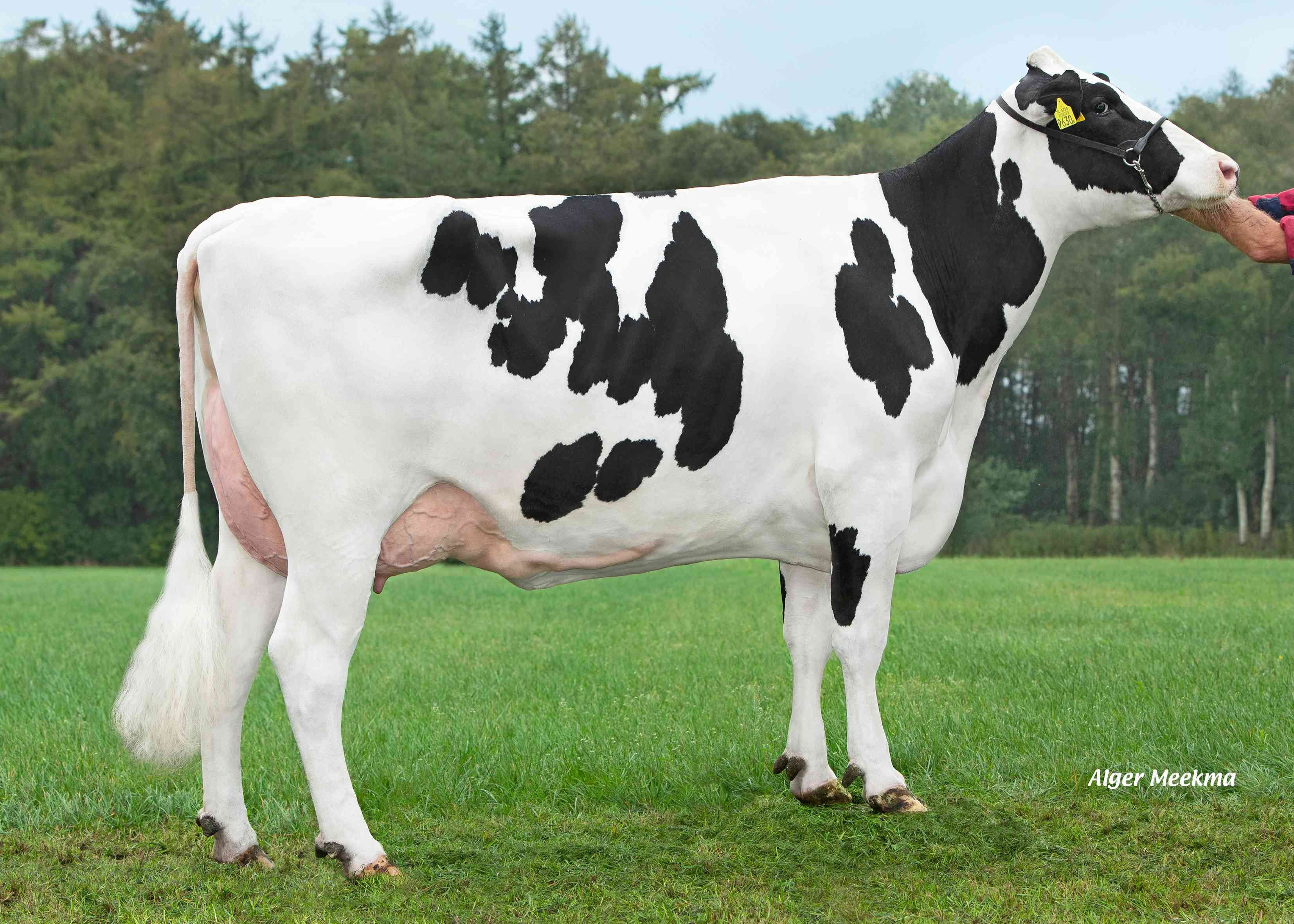 Delta Laurena (moeder Polestar P eig.: VOF Booij-Ottens, Benneveld