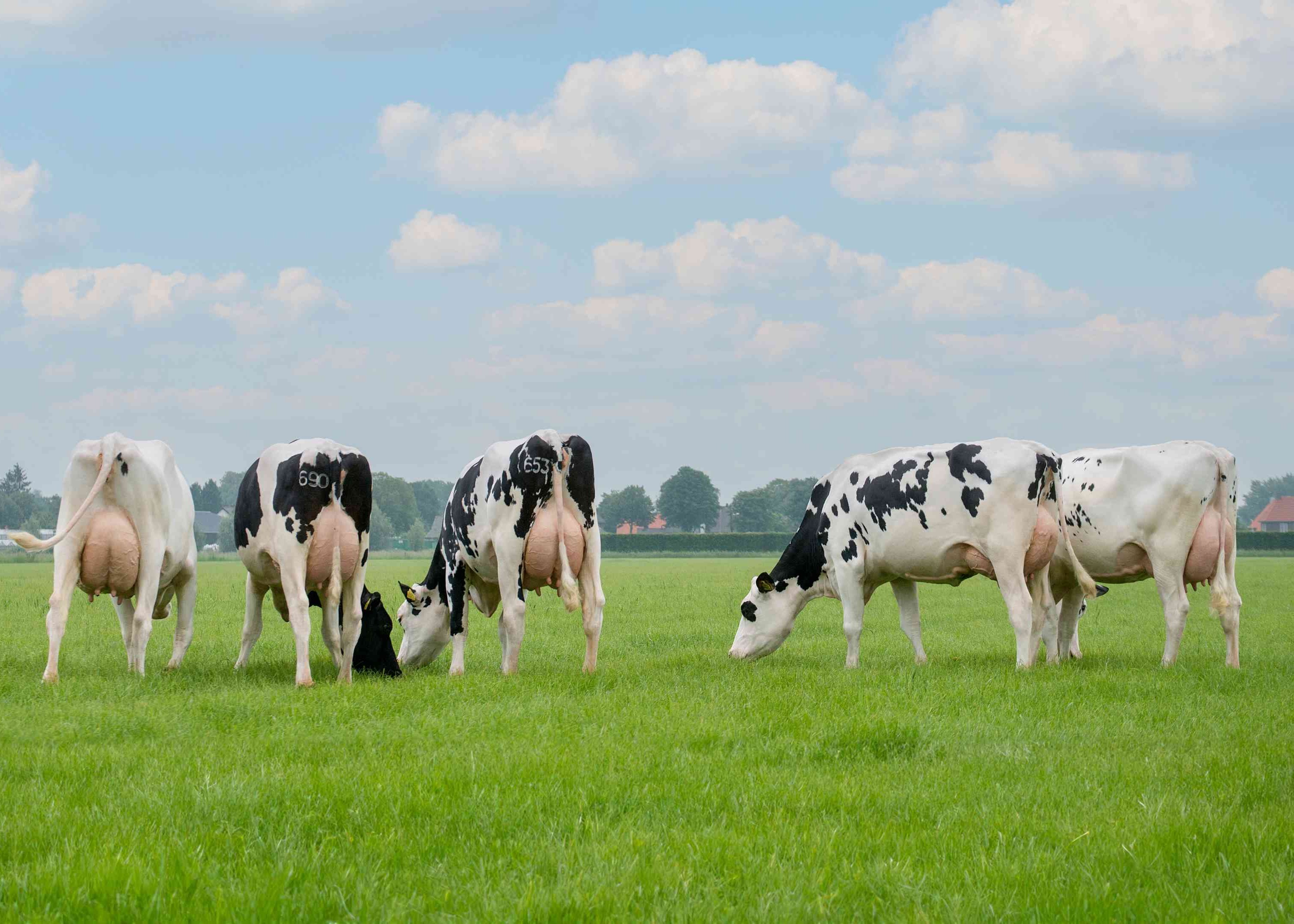 5 Amuse dochters bij Oosterink Melkvee VOF, Angeren