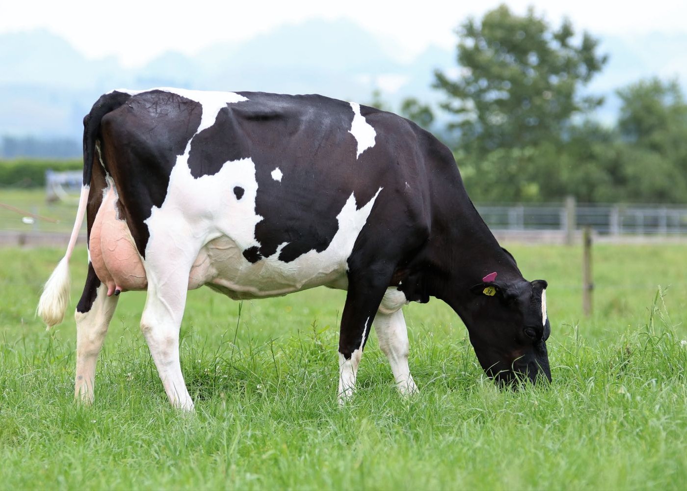 Ruskiebear daughter #405, Harlaw Farms, Reporoa