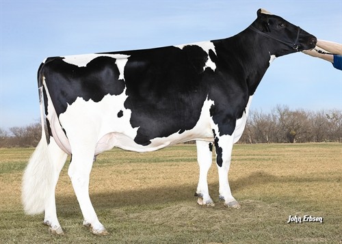 Roylane Shot Mindy 2079-ET VG-86 DOM, 6th Dam of Maxium