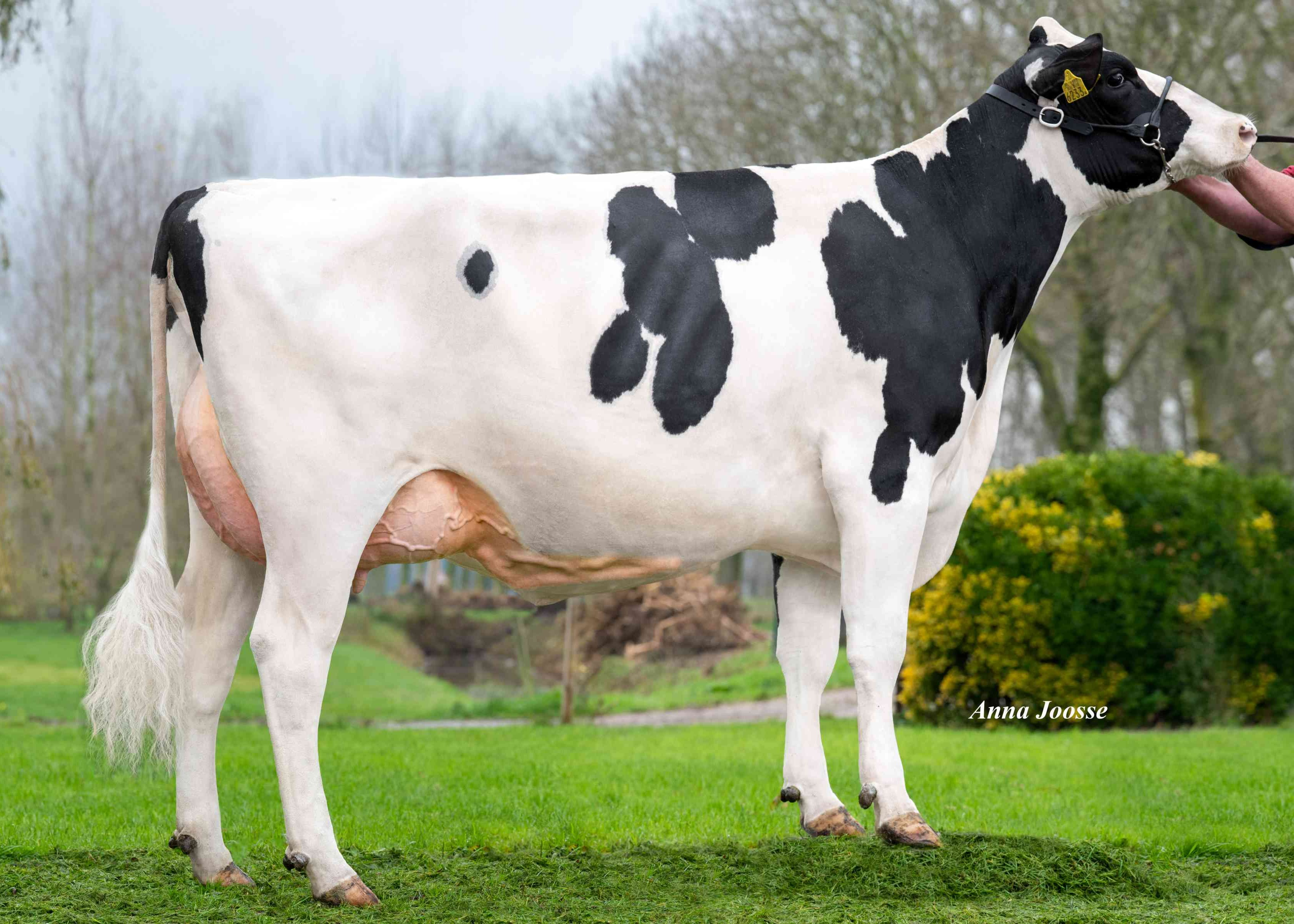 Prins 6233 (v: Bartender) eig.: Melkveebedrijf Westra VOF, Gameren