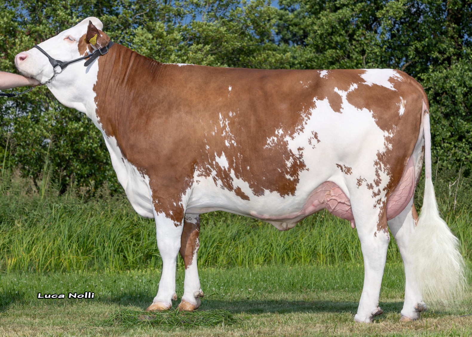 Axion, granddam of Wundalux, 1st calf, Böhm GbR, Oppertshofen