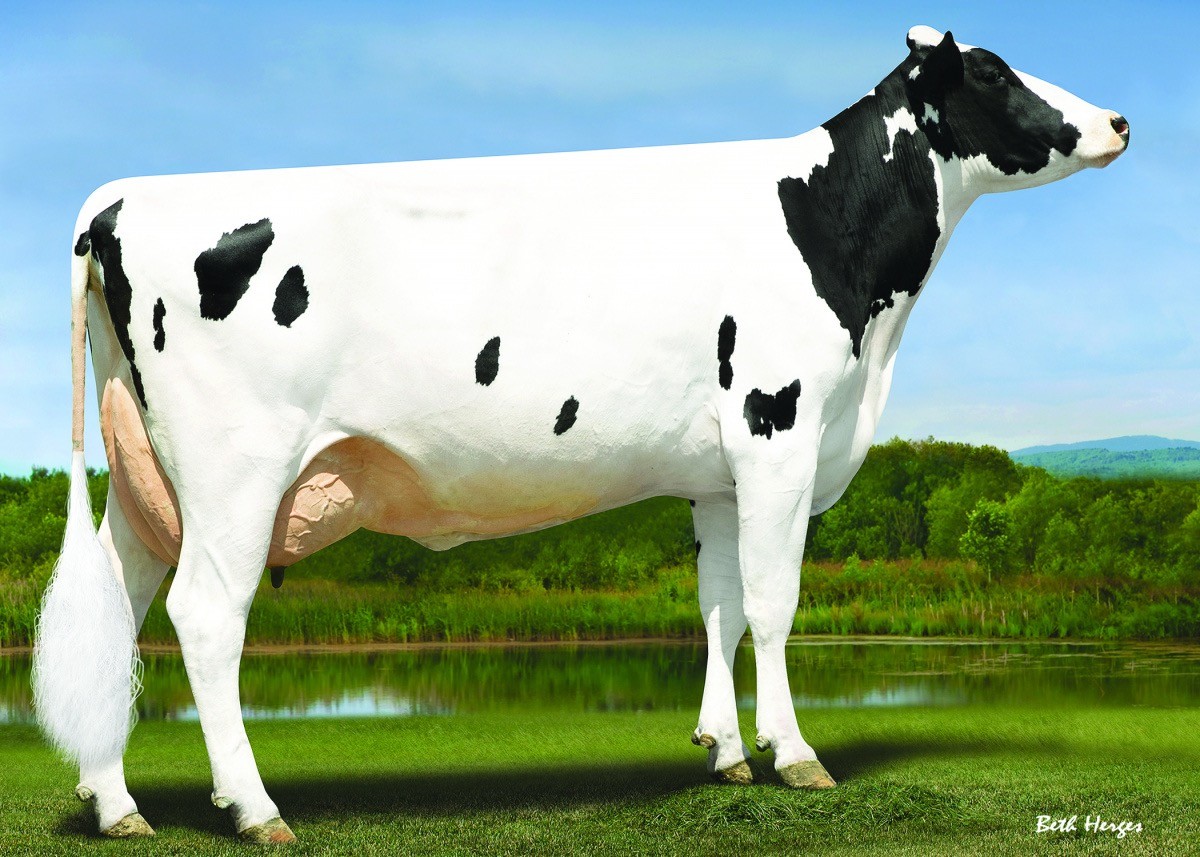 Ladys-Manor Ssh Seashell VG85, 3rd dam of Tides-Out