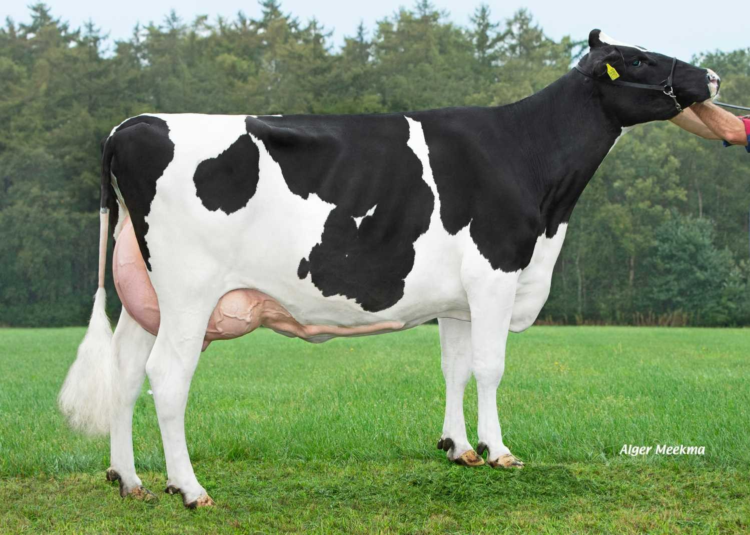 Delta Janni (s. Liberate), dam of Dancer-Red