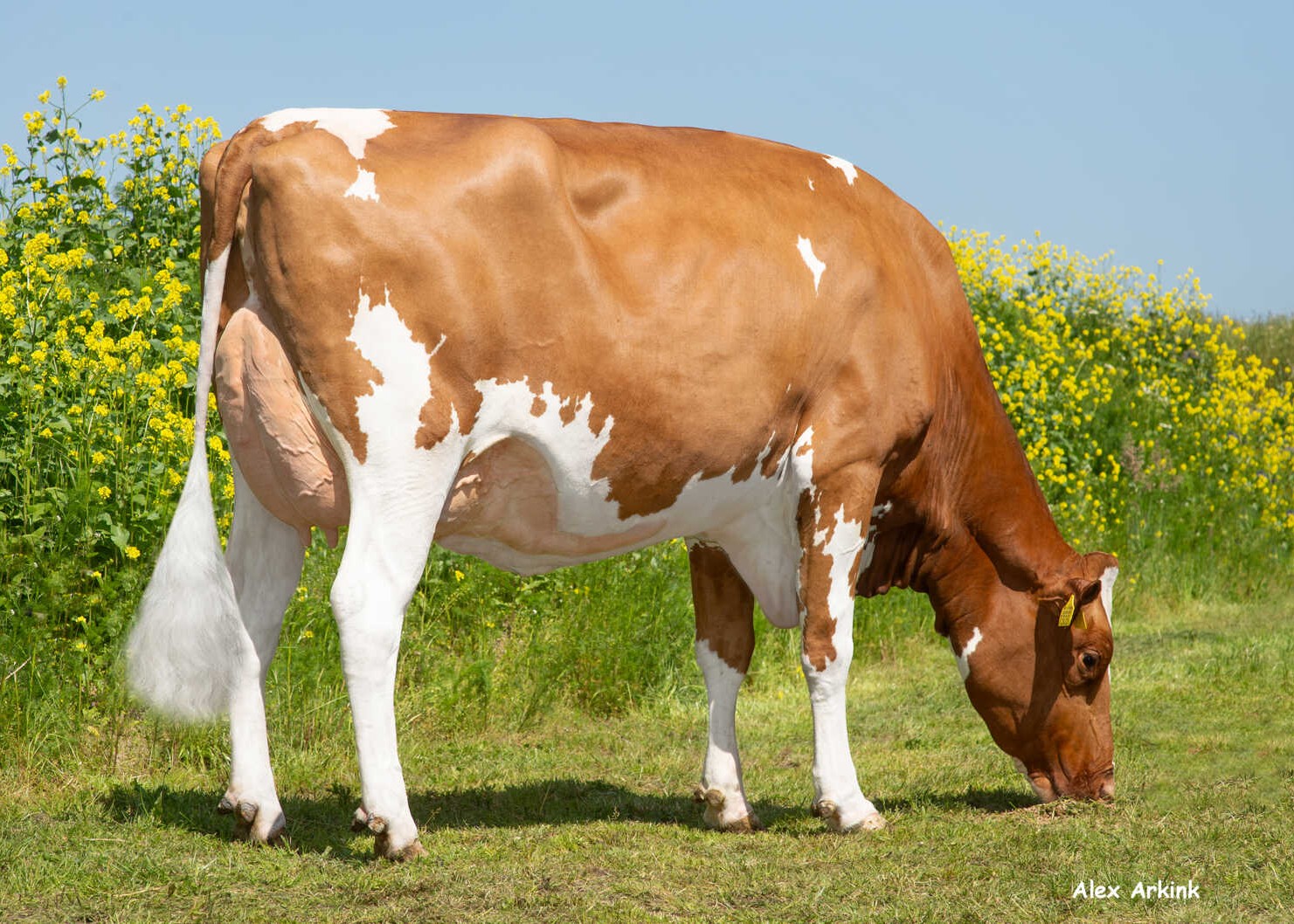 Delta Leane (s. Andy-Red), MGD of Metropole PP-Red