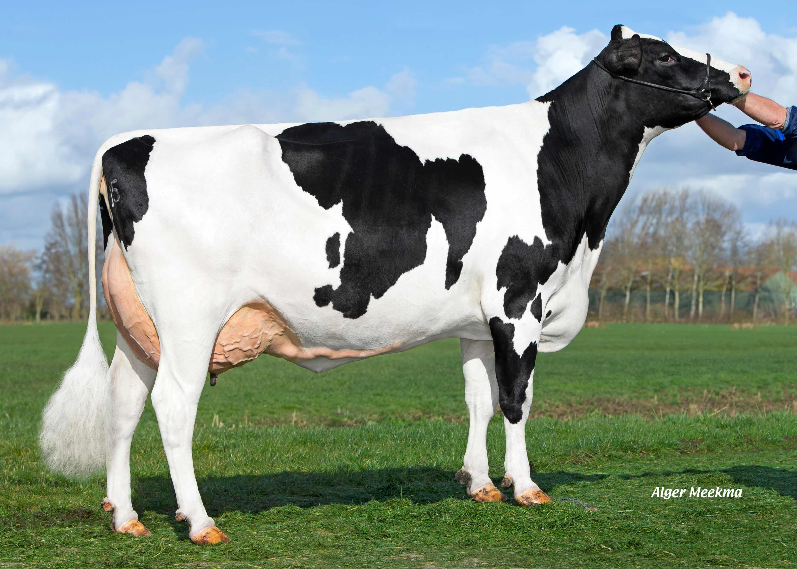 Delta Paulina EX-90 (4e moeder Hipster P RF) eig.: Melkveebedrijf van Berkum, Elahuizen