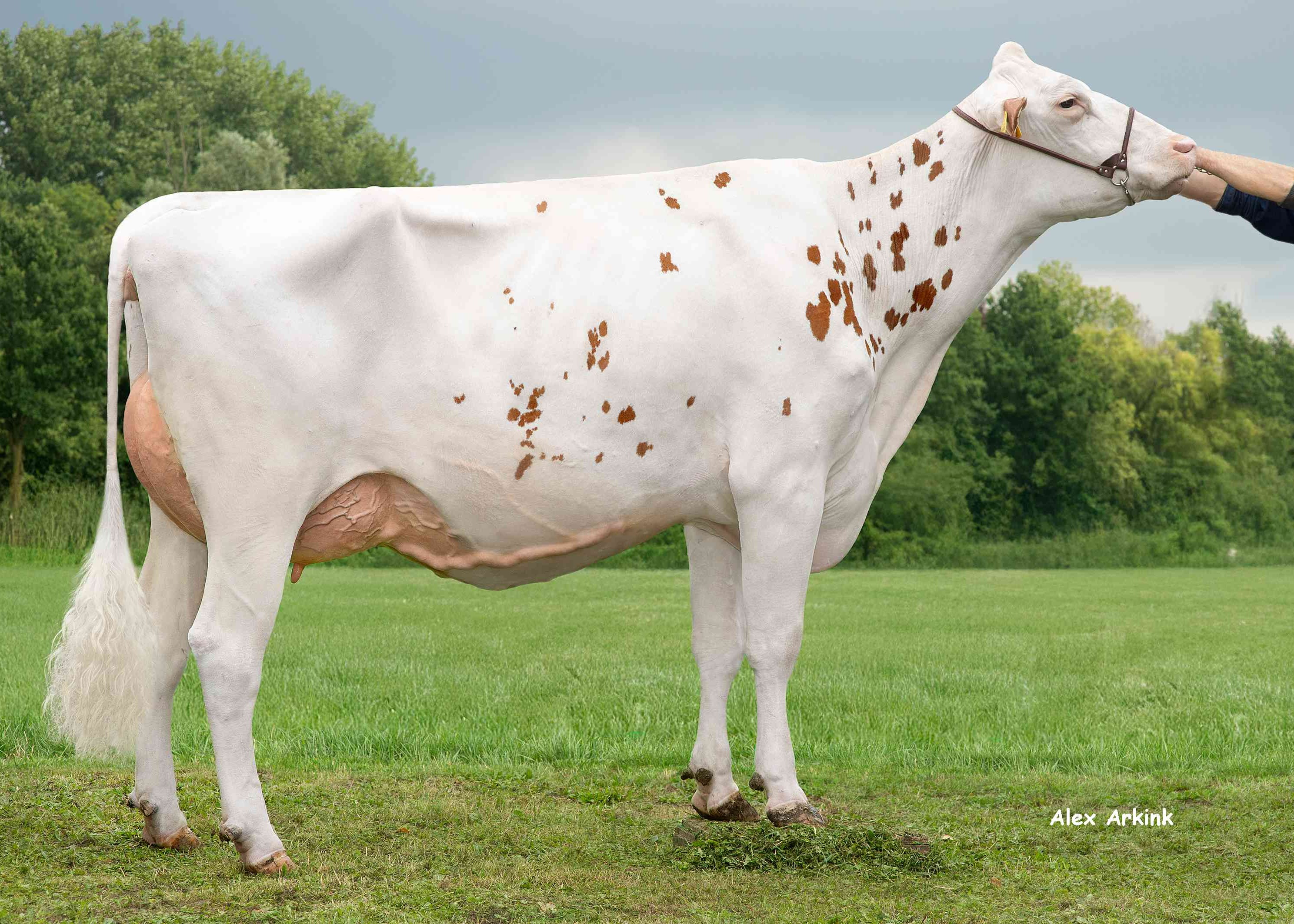 Farina P Red (s.Freestyle)  owner: Barendonk Holsteins VOF, Beers (Nb)