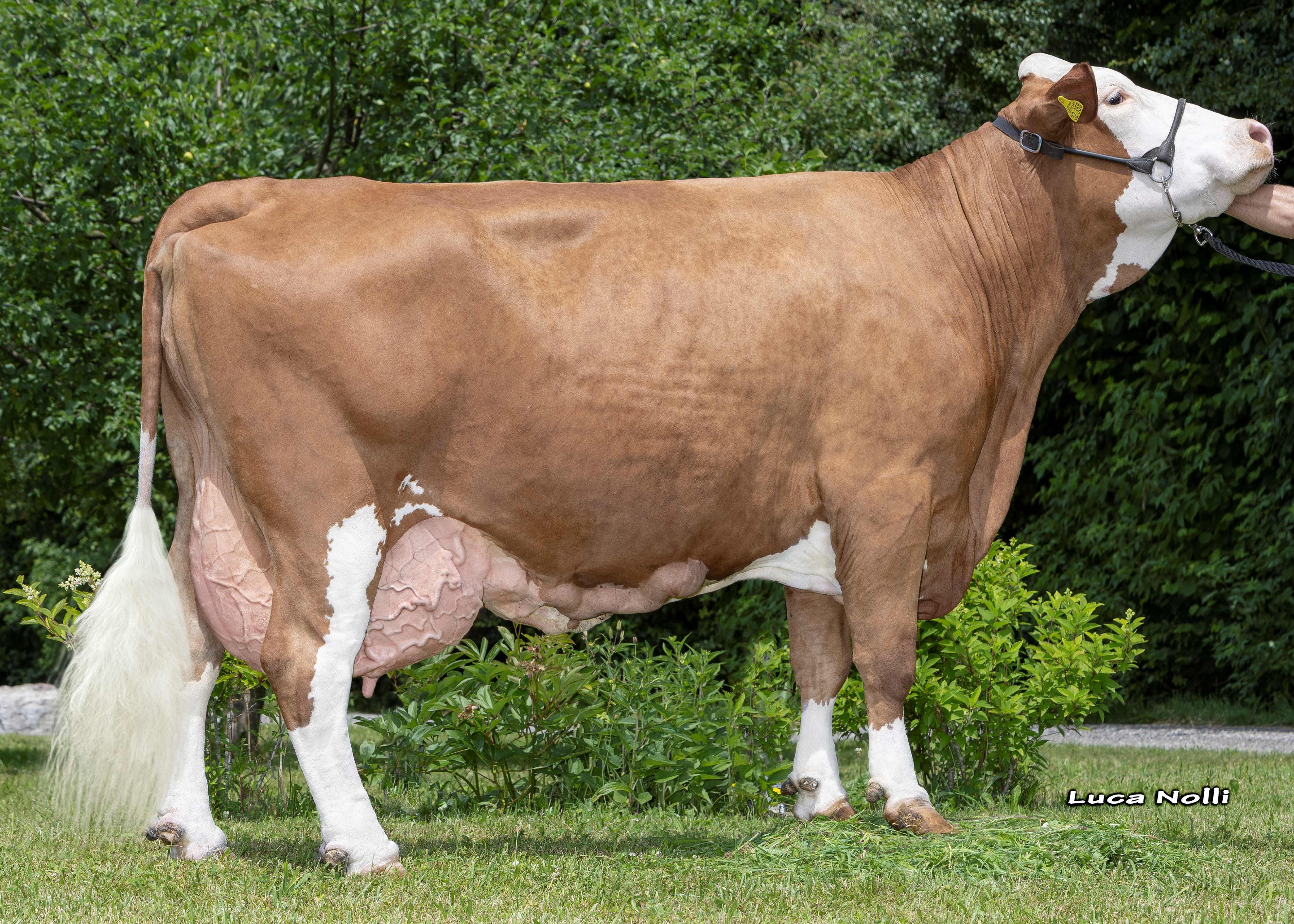 Sumsi, Dam of Hollandia 2nd calf, Christian Niederbuchner, Nussdorf