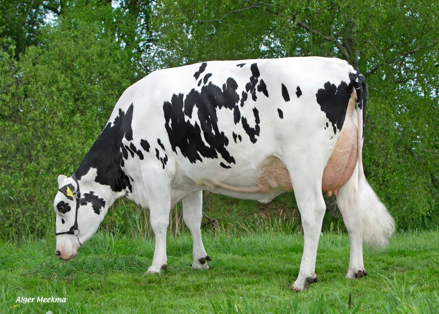 Delta Claire (s. General), MGGGD of Showcase