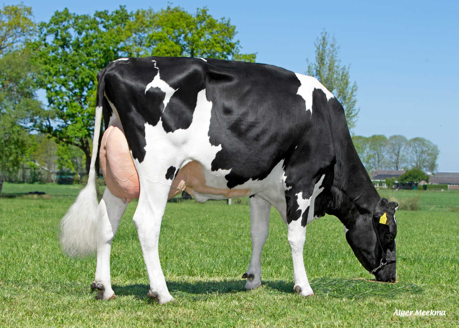 Red Rocks Massia 151 (s. Booking-Red), MGGGD of True Blue P RF