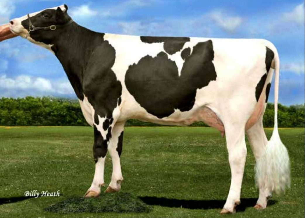 Cherry-Acres Jedi Lauri-ET VG-85, 4th Dam of Lindstrom