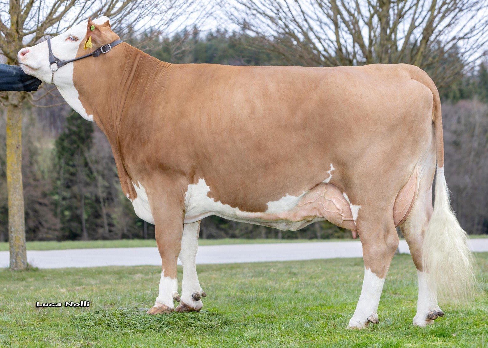 642, 1st calf, Georg Mayer, Sankt Wolfgang